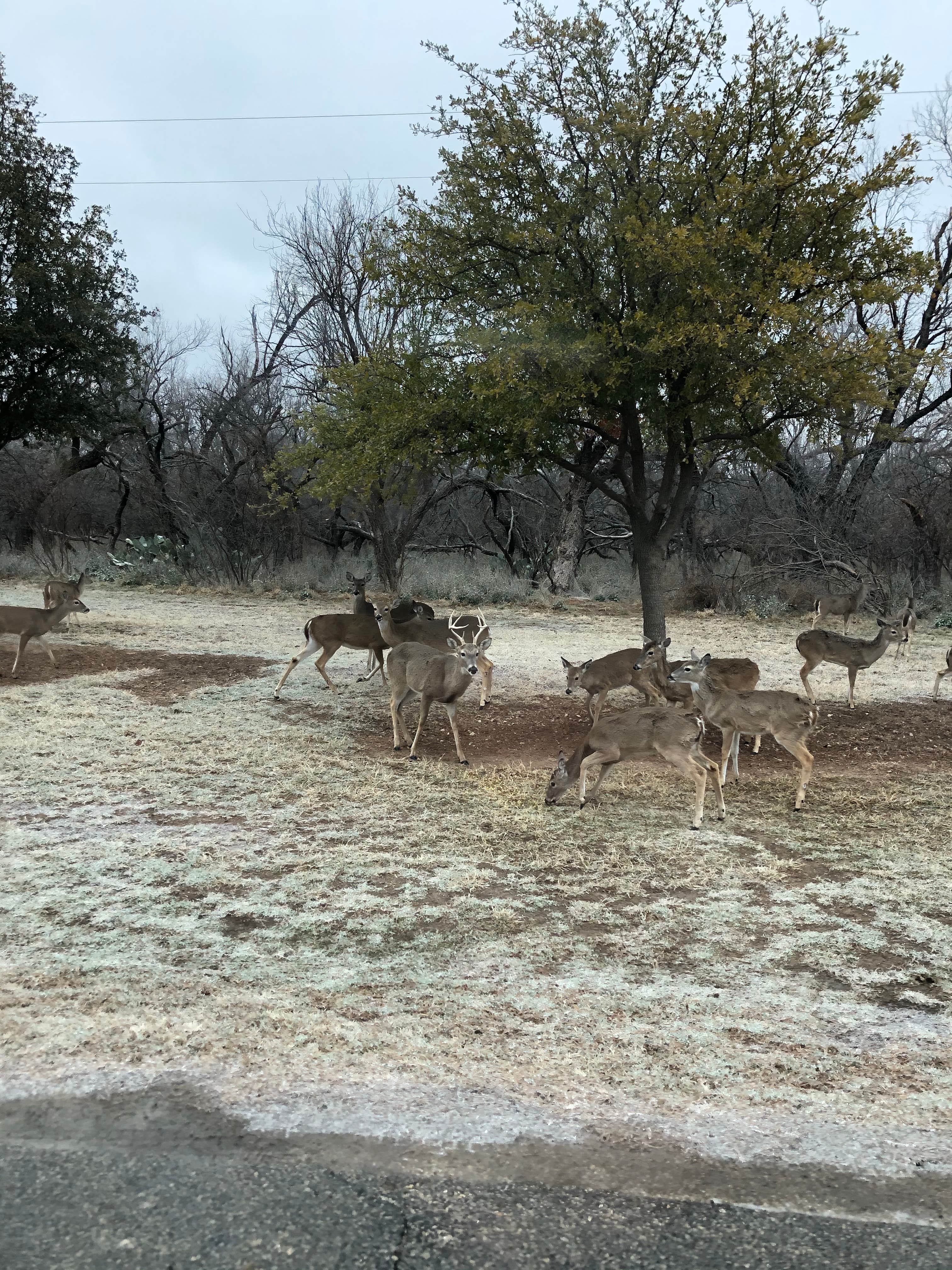 Camper-submitted photo at Spring Creek Marina & RV Park near Robert Lee, TX