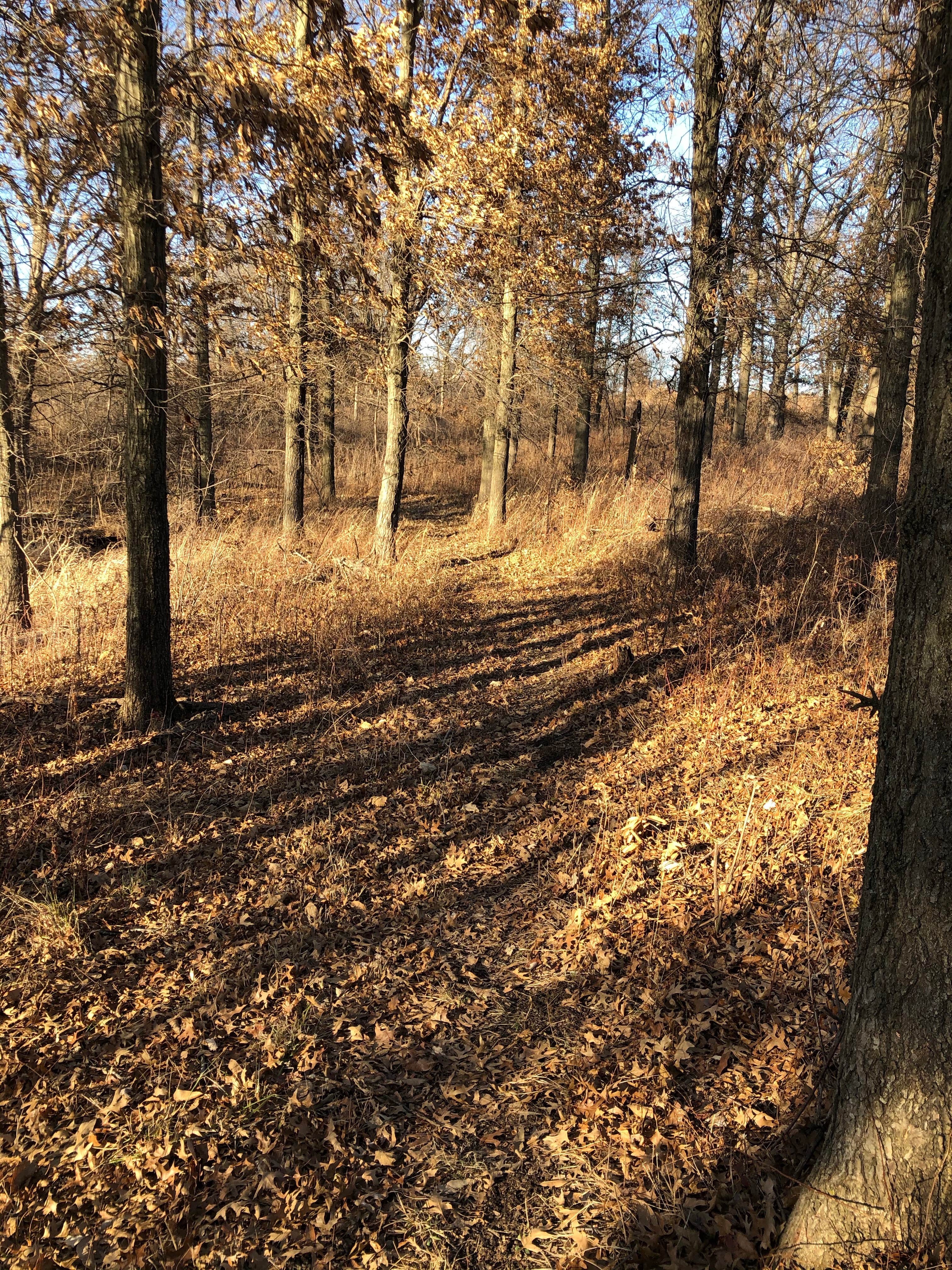 Camper-submitted photo at Henry Sever Lake Conservation Area near Lewistown, MO