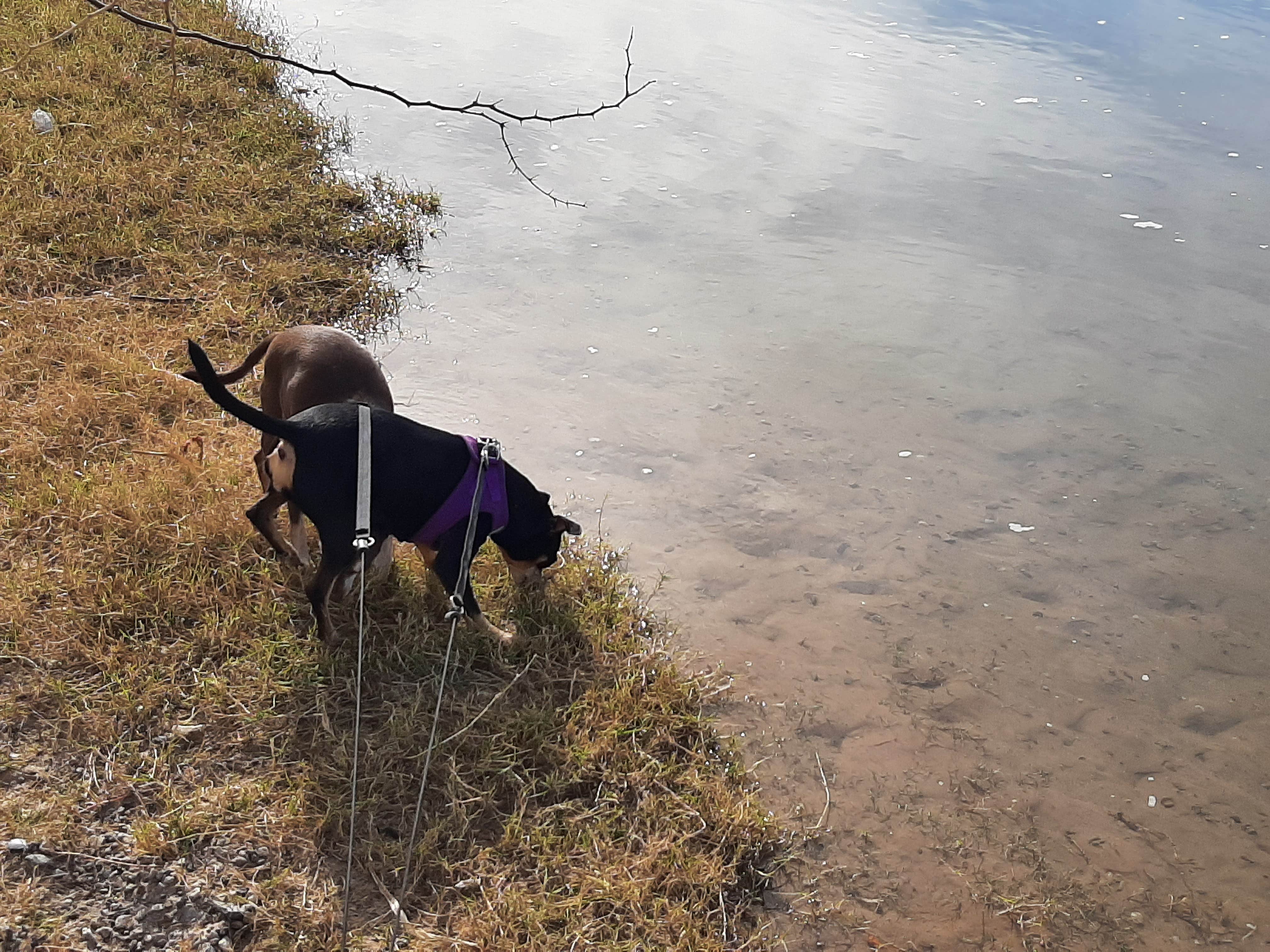 Larry B.'s photo of camping with pets at BLM Oxbow Campground near Cibola, AZ
