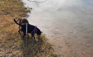 Larry B.'s photo of camping with pets at BLM Oxbow Campground near Cibola, AZ