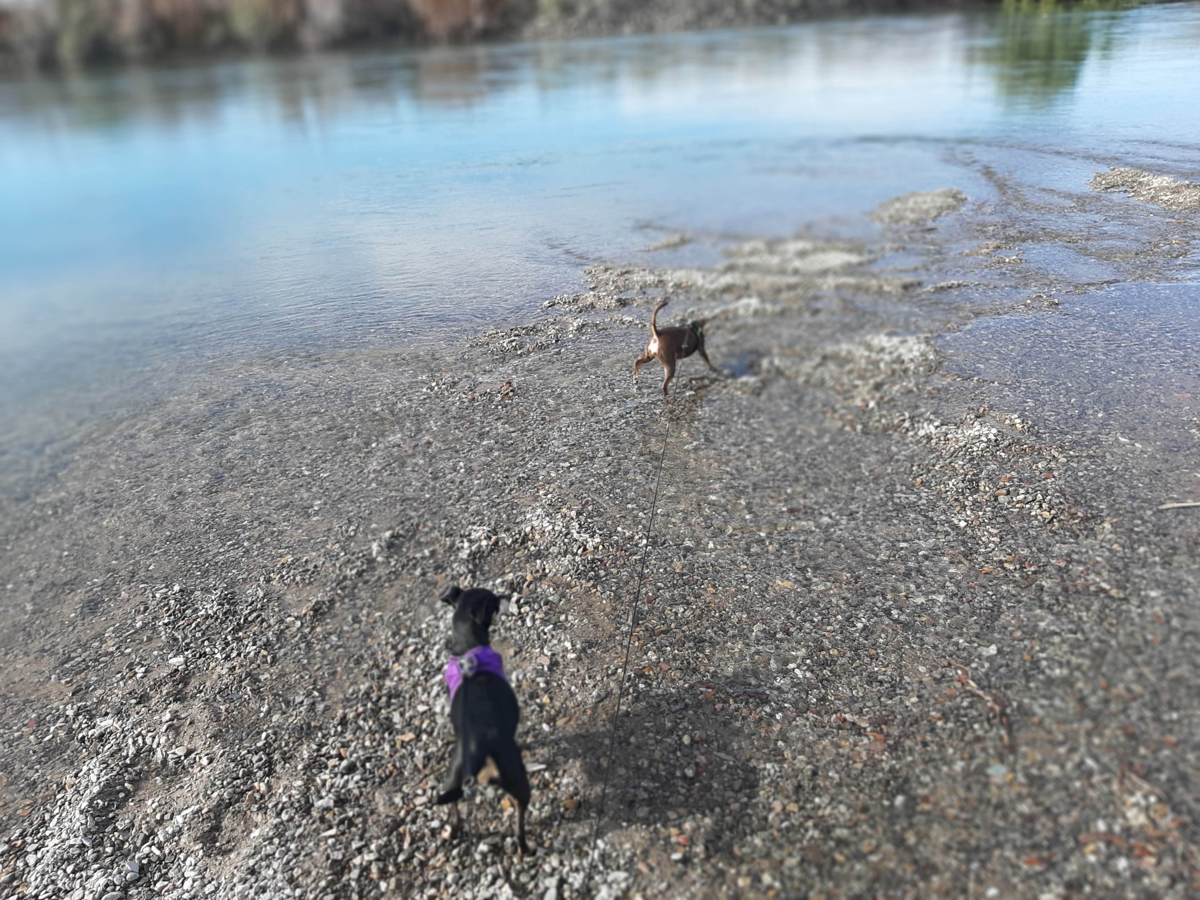 Larry B.'s photo of camping with pets at BLM Oxbow Campground near Cibola, AZ