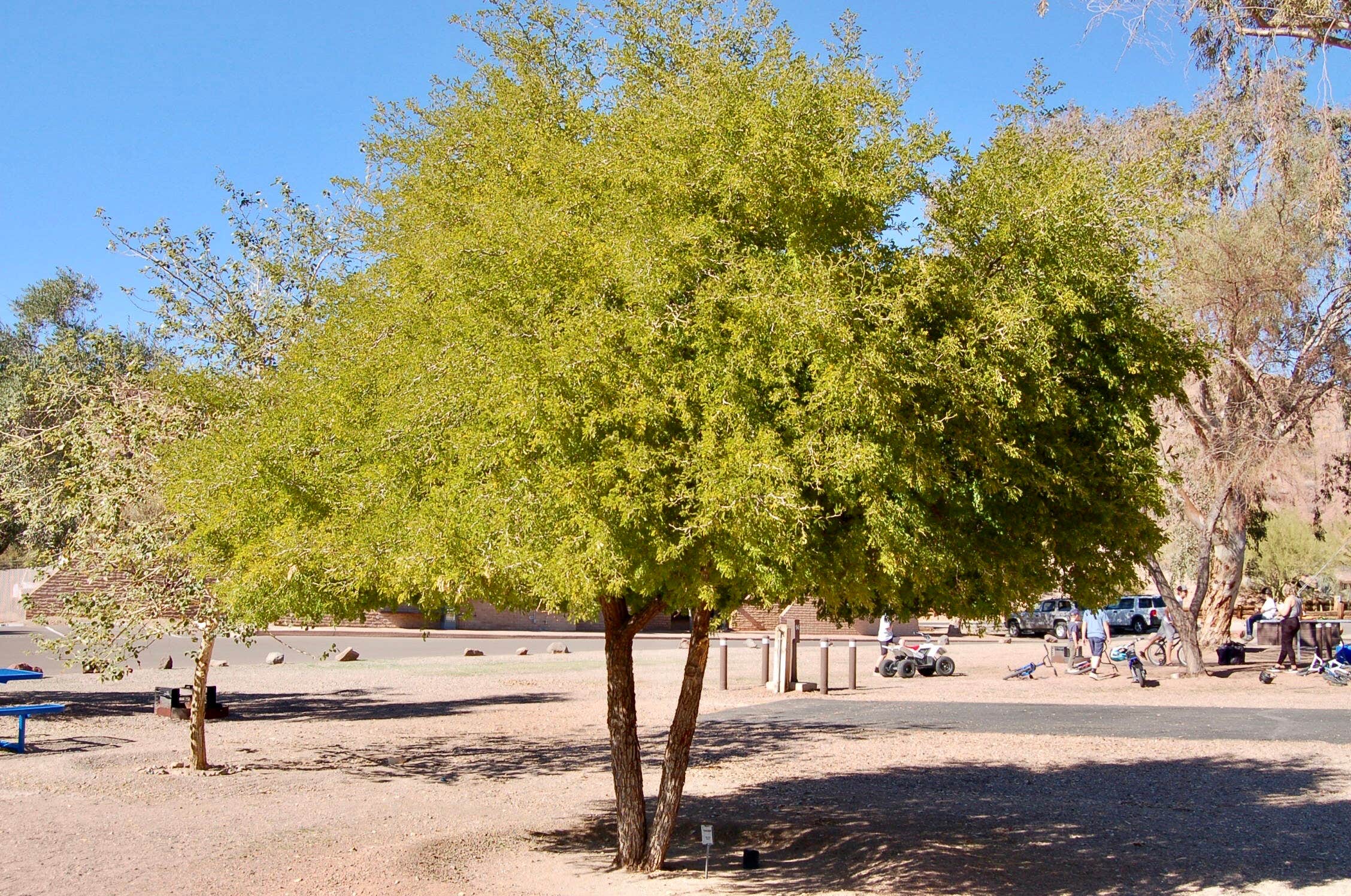 Camper-submitted photo at Cattail Cove State Park Campground near Parker Dam, CA
