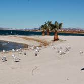 Review photo of Lake Havasu State Park Campground by Shawn A., February 19, 2021