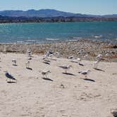 Review photo of Lake Havasu State Park Campground by Shawn A., February 19, 2021