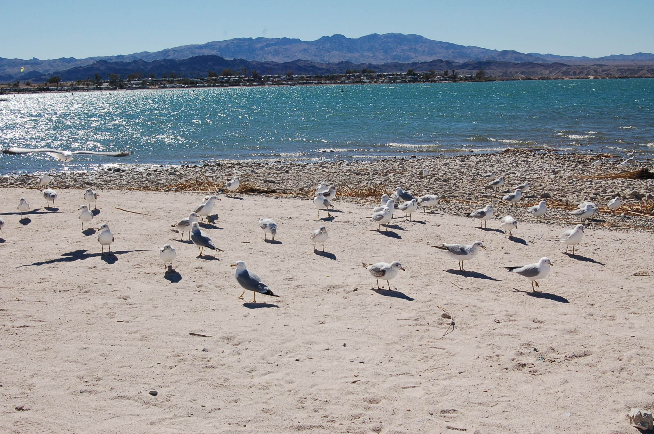 Camper submitted image from Lake Havasu State Park Campground - 1