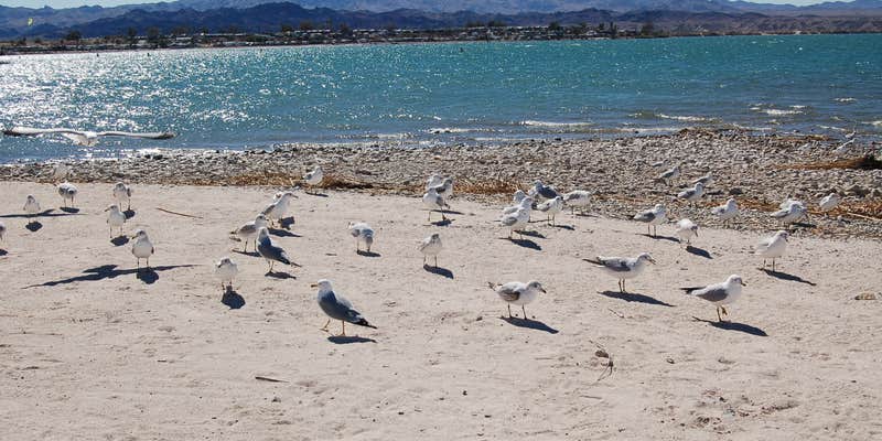 Camper submitted image from Lake Havasu State Park Campground