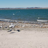 Review photo of Lake Havasu State Park Campground by Shawn A., February 19, 2021