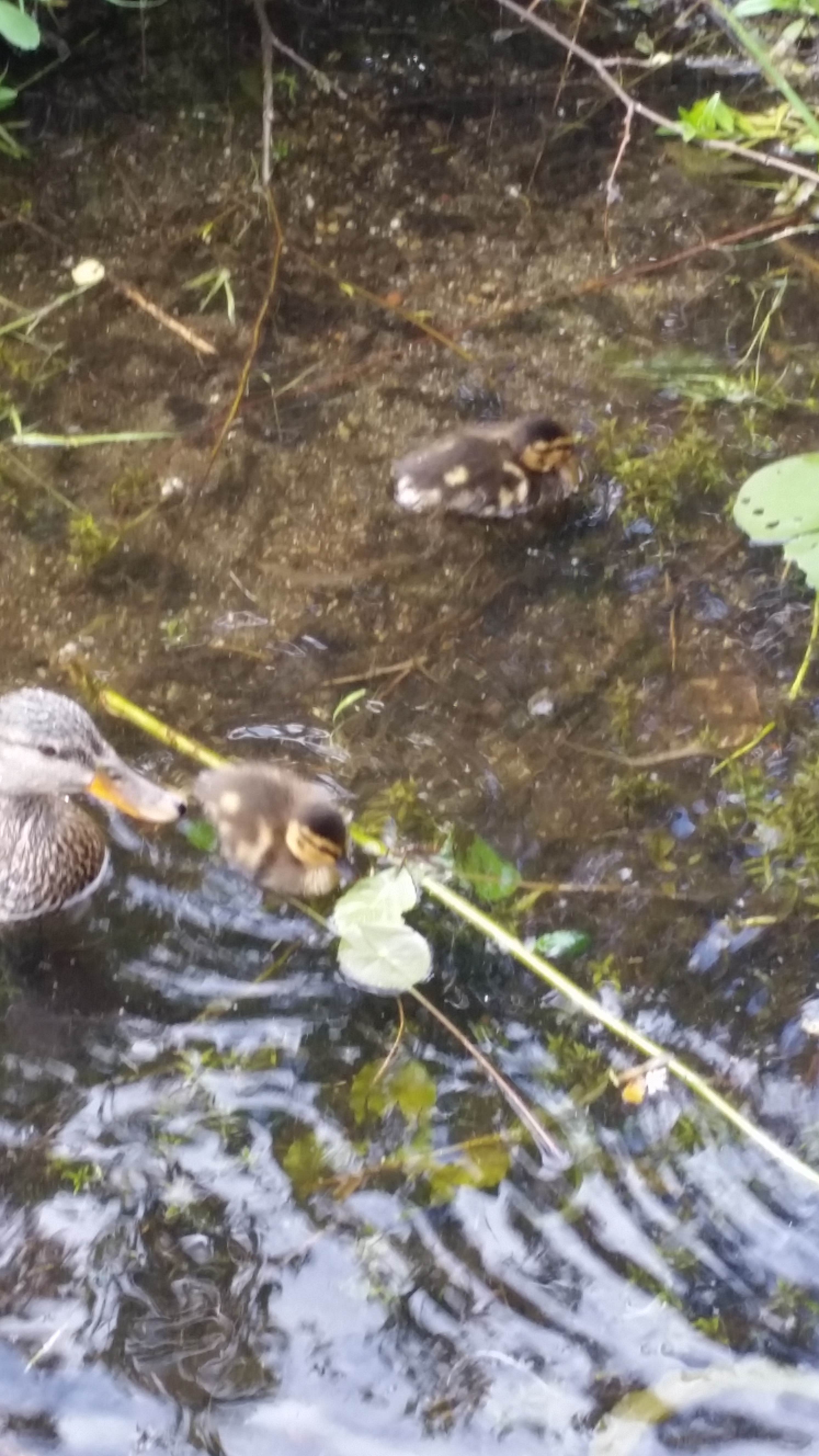 Camper-submitted photo at Flowing Lake Park & Campground near Marysville, WA