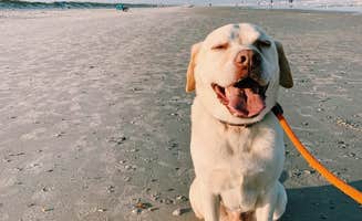 Carlyne F.'s photo of camping with pets at Kathryn Abbey Hanna Park in Florida