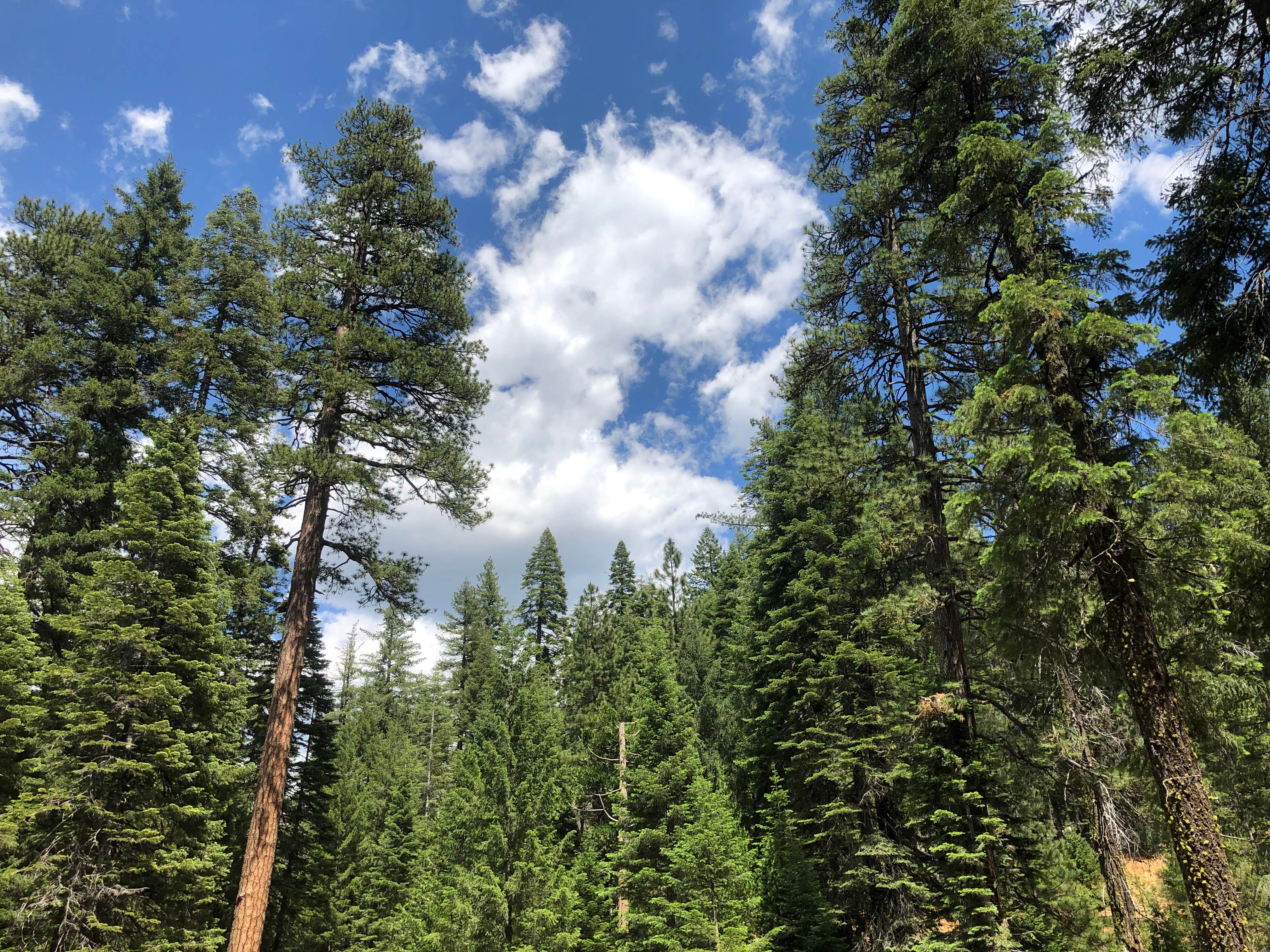 Camping near Battle Creek Campground: Elam Campground, Mill Creek, California