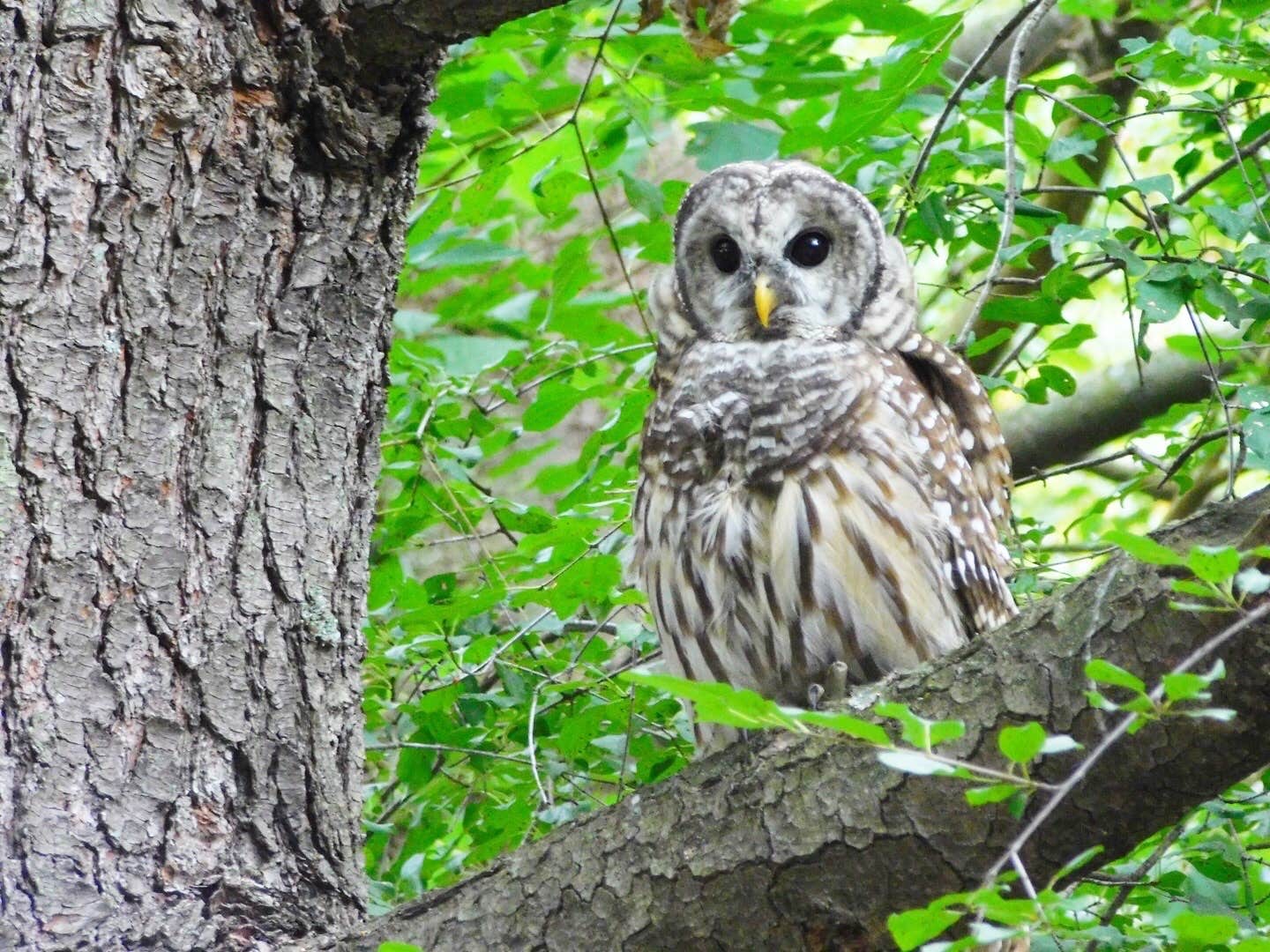 Camper-submitted photo at Yellowstone Lake State Park Campground near Dubuque, IA