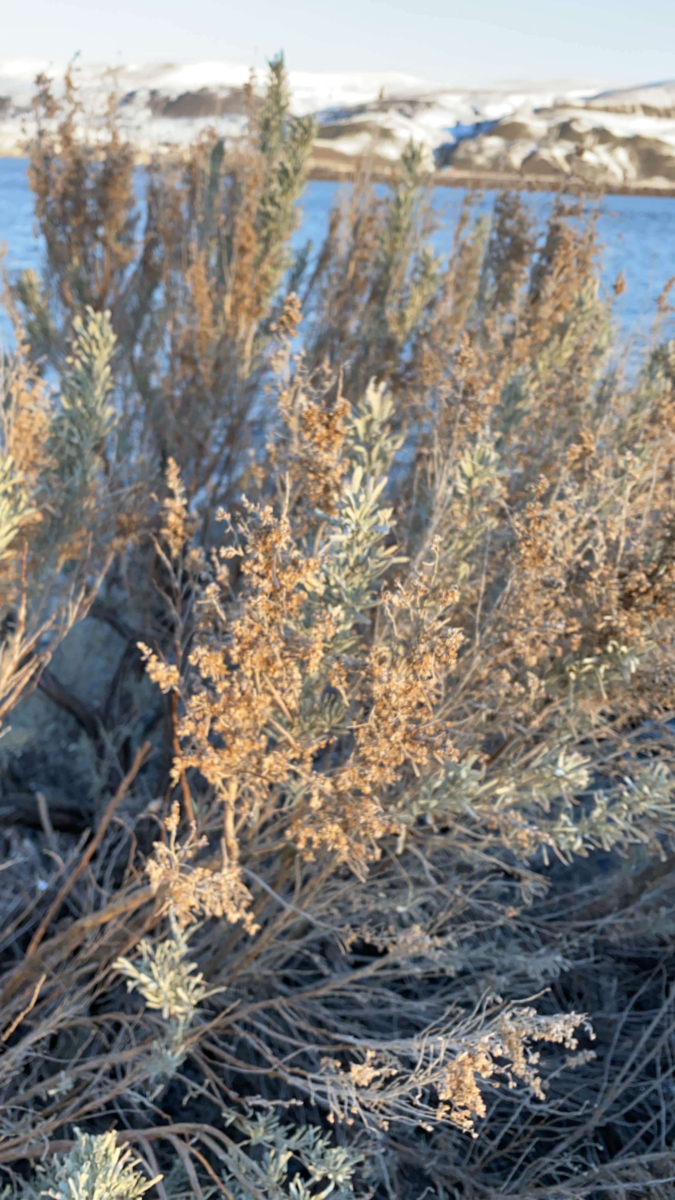Camper-submitted photo at Threemile Canyon Park near Mikkalo, OR