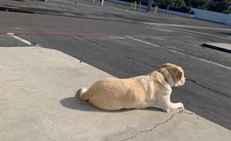 Carlyne F.'s photo of camping with pets at Waterfront RV Park near Irvine, CA