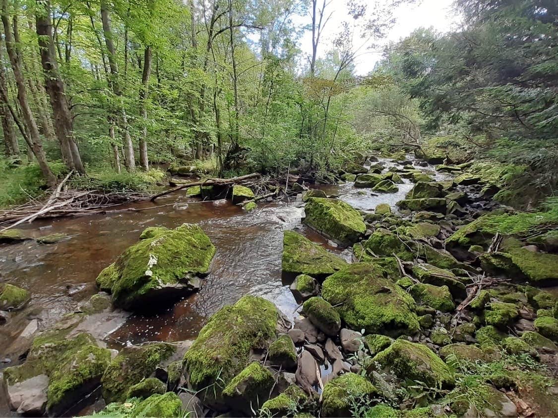 Camper submitted image from Chipmunk Rapids - 1