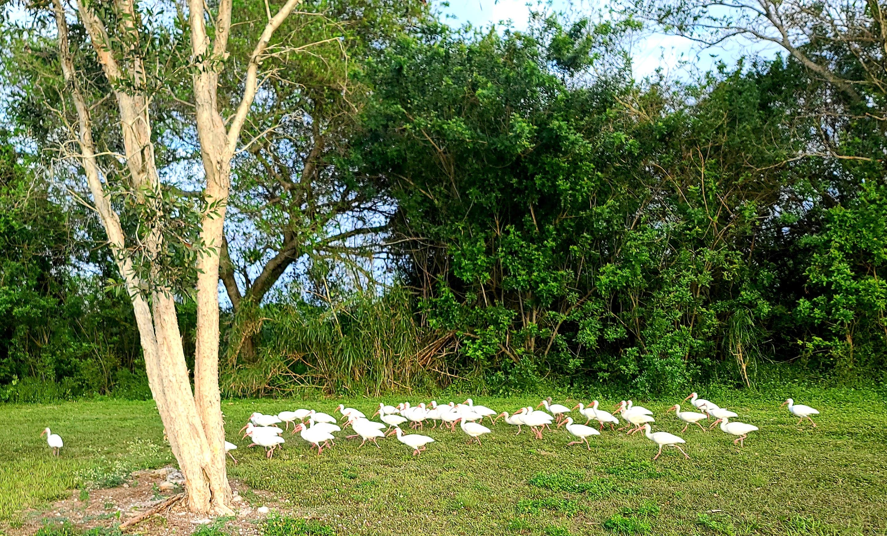 Camper-submitted photo at South Bay RV Campground near Canal Point, FL