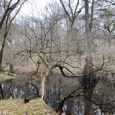 Review photo of Suwannee River State Park Campground by Kelly R., February 22, 2021