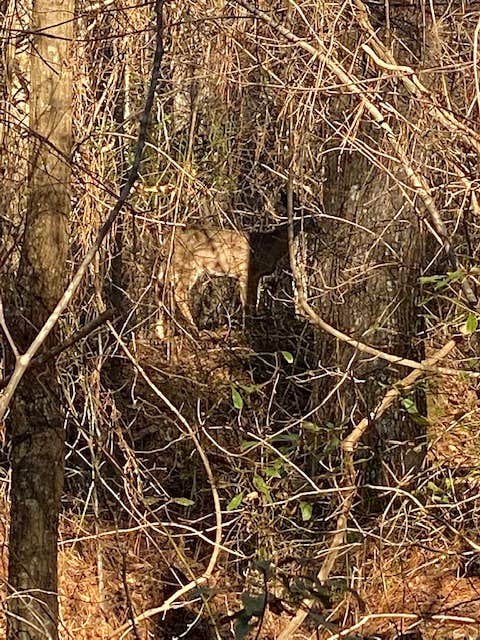 Camper-submitted photo at Franklin D Roosevelt State Park Campground near Thomaston, GA