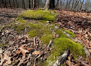 Franklin D Roosevelt State Park Campground