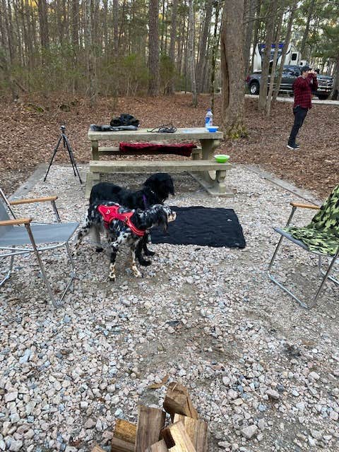 carolyn's photo of camping with pets at Franklin D Roosevelt State Park Campground near Franklin, GA