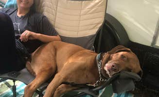 Kelly R.'s photo of camping with pets at Four Paws Kingdom Campground & Dog Retreat near Landrum, SC