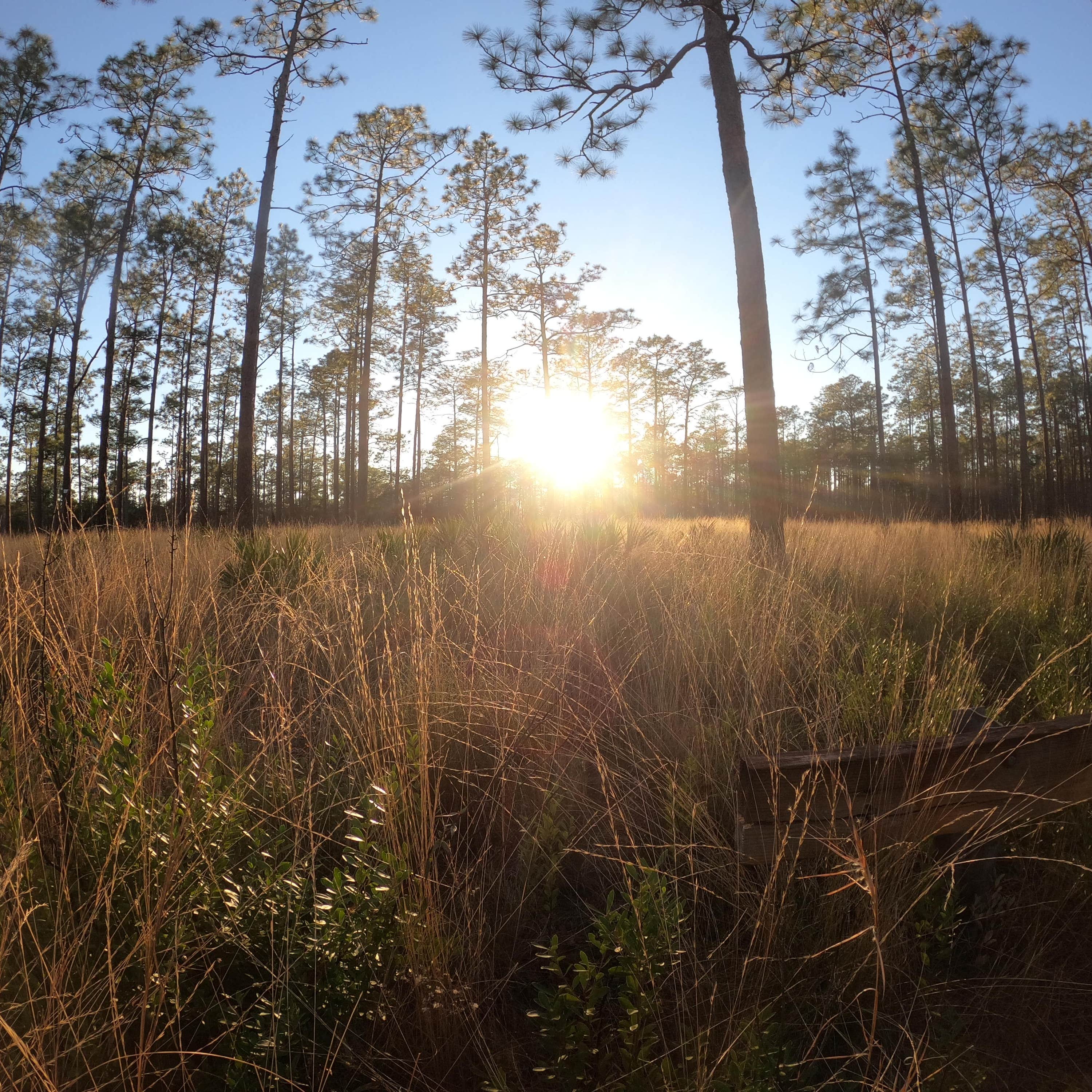Image showcasing Black Water River State Forest Primitive Camping Camping | The Dyrt