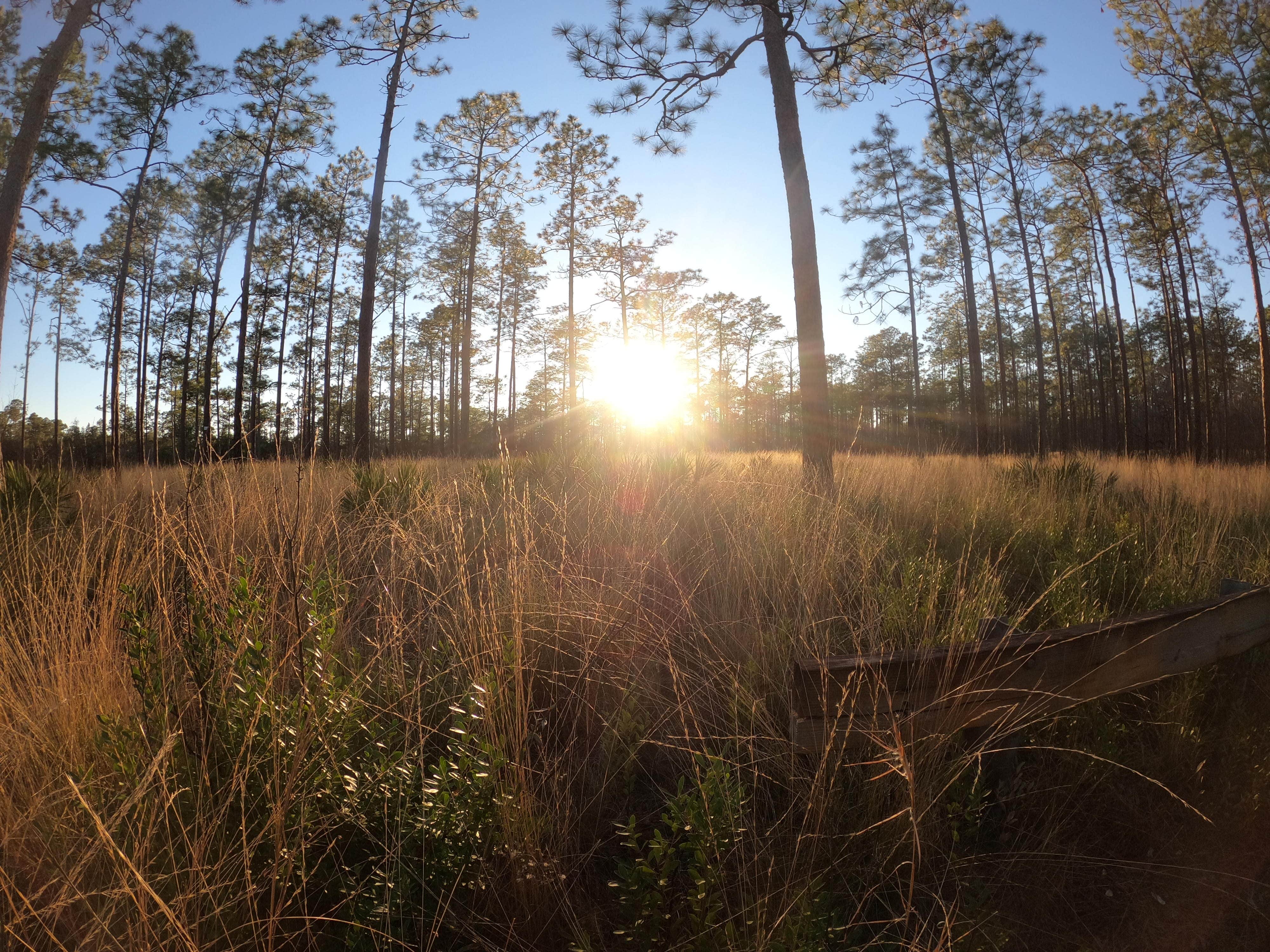 Camper submitted image from Black Water River State Forest Primitive Camping - 2