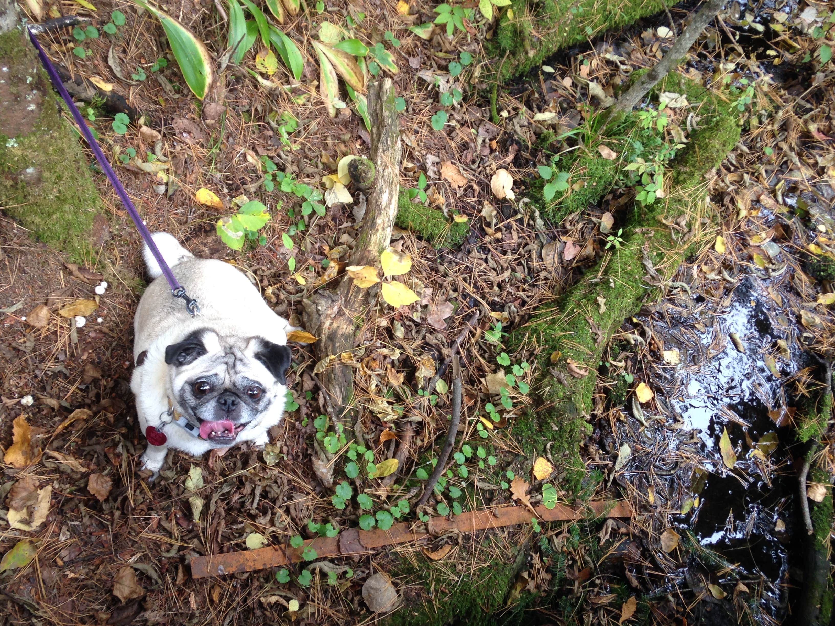 Janet R.'s photo of camping with pets at Lake Bemidji State Park Campground near Blackduck, MN