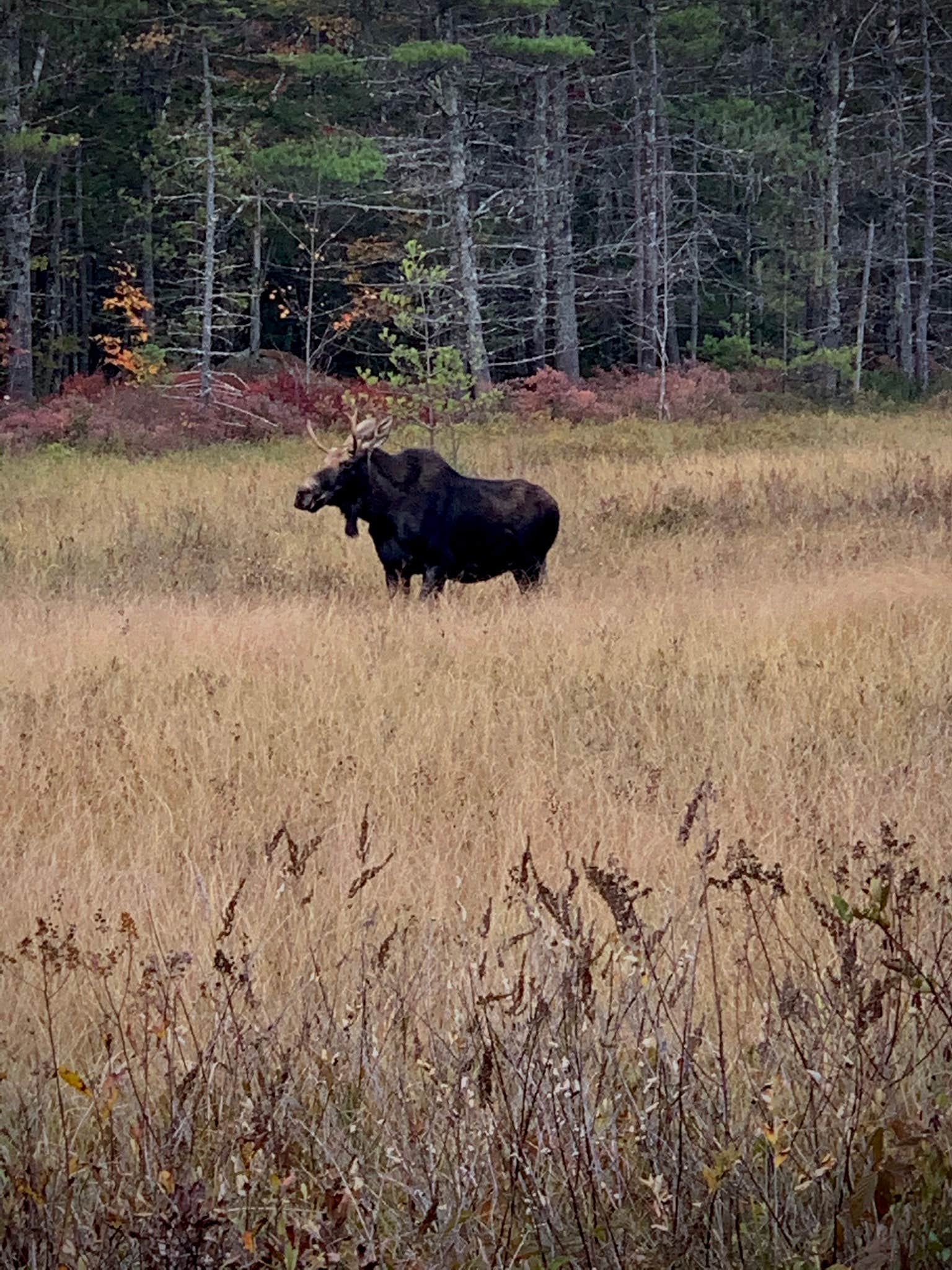 Camper-submitted photo at Abol Campground — Baxter State Park near Greenville, ME