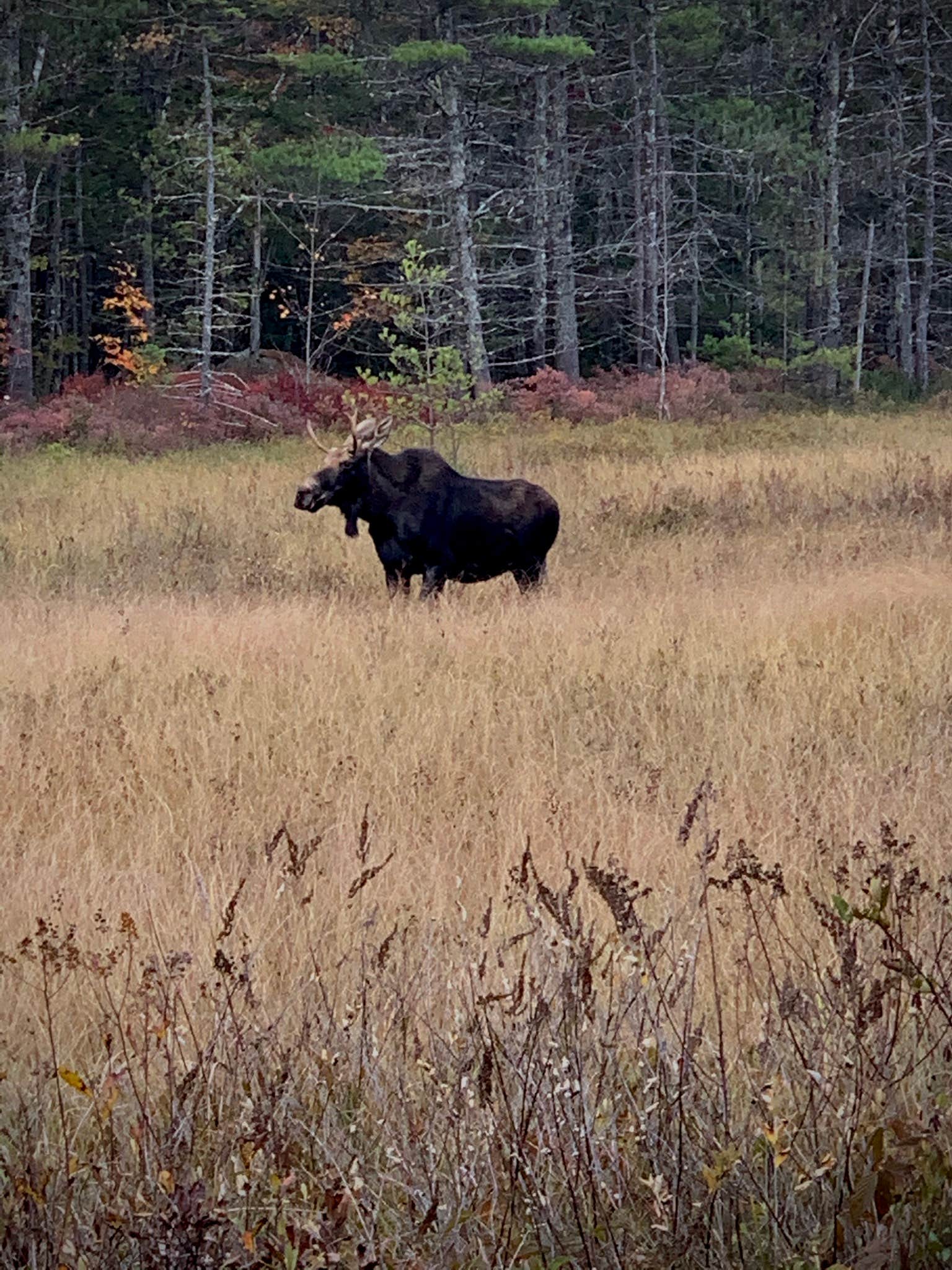 Camper submitted image from Abol Campground — Aroostook State Park - 1