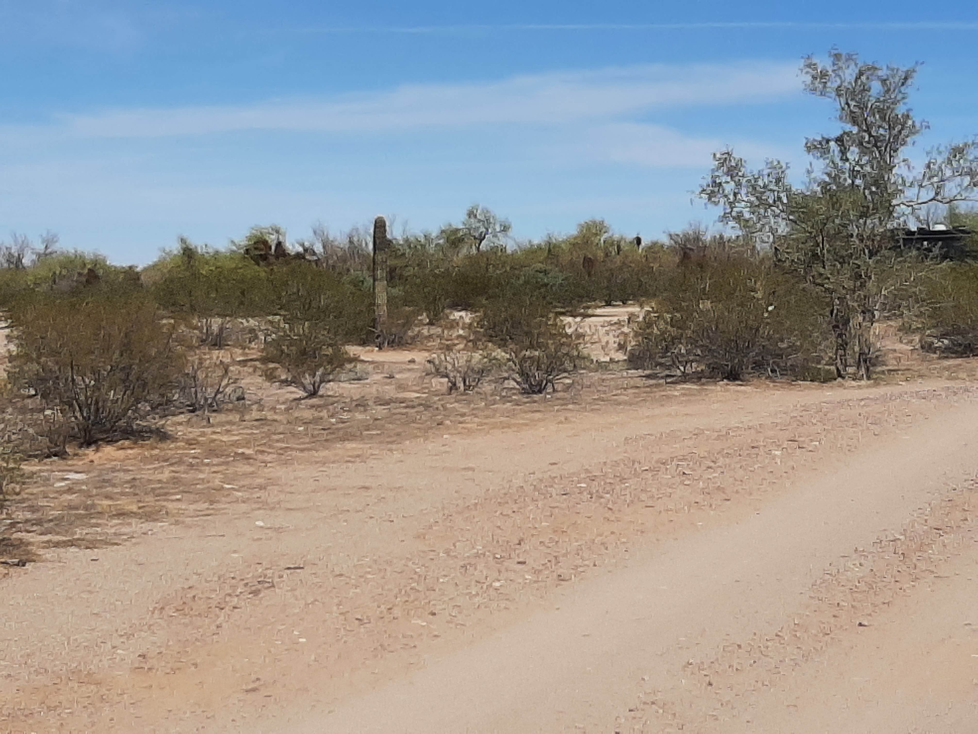 Camper-submitted photo at Gunsight Wash BLM Dispersed camping area near Organ Pipe Cactus National Monument