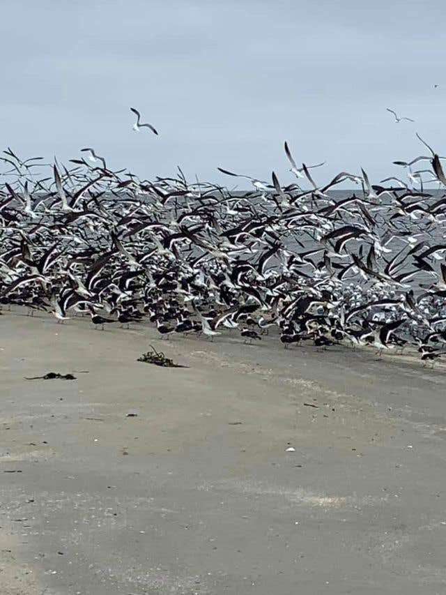 Camper submitted image from Grand Isle State Park Campground - 1