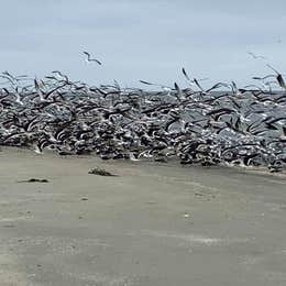 Grand Isle State Park Campground