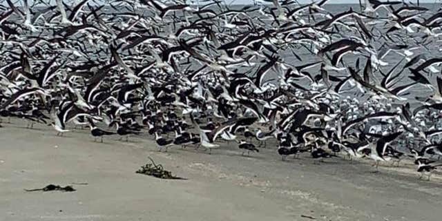 Camper submitted image from Grand Isle State Park Campground