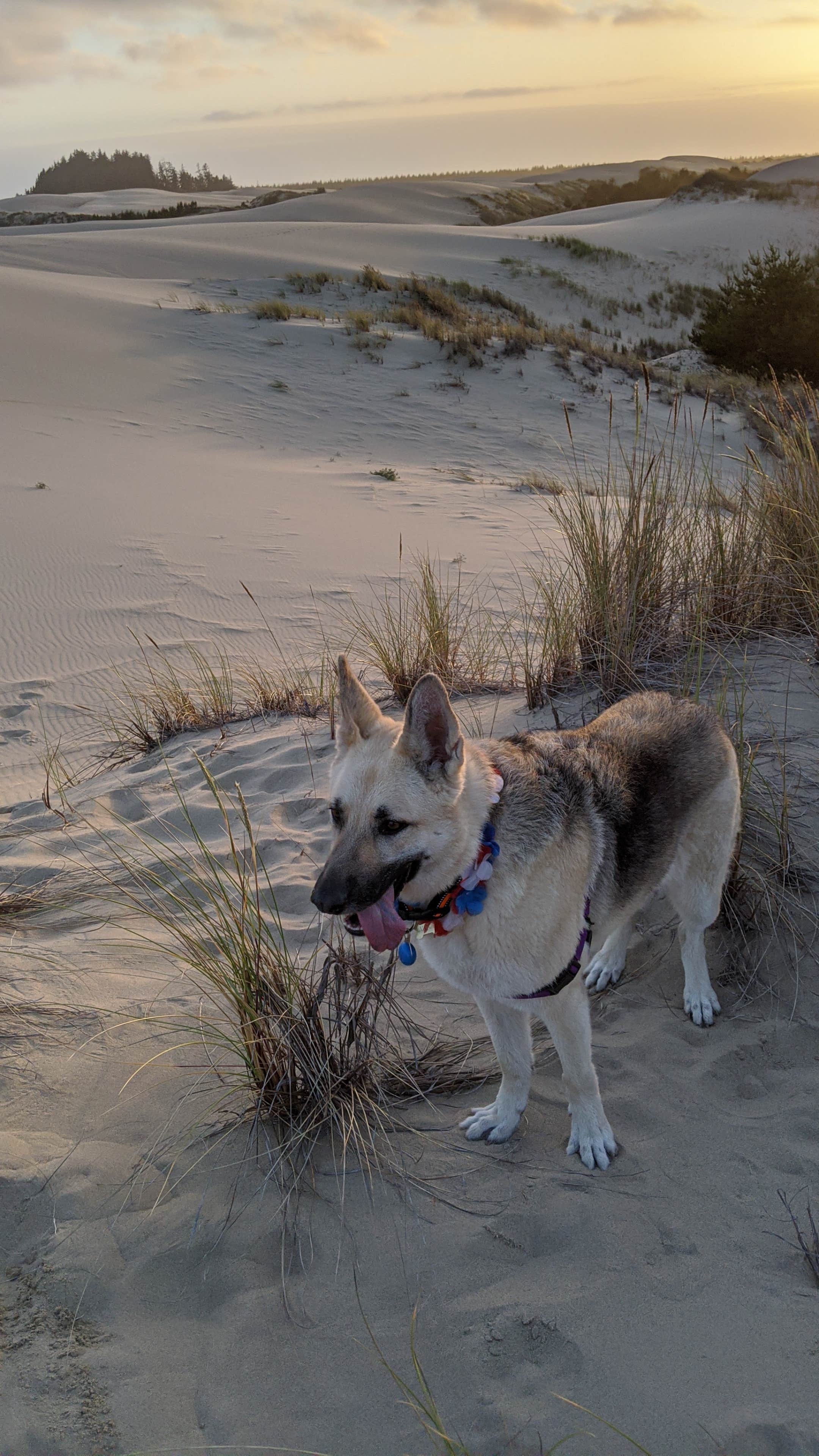 Camper-submitted photo at Eel Creek Campground near Reedsport, OR
