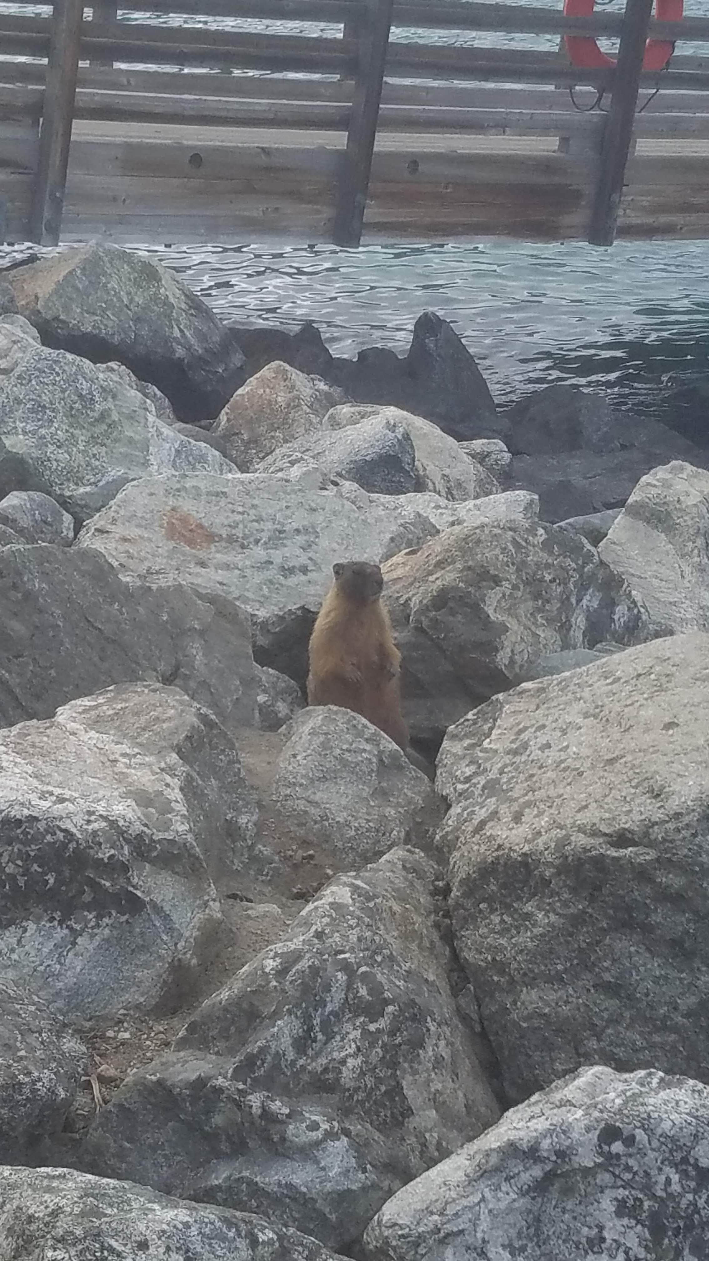 Camper-submitted photo at Lake Chelan State Park Campground near Chelan, WA
