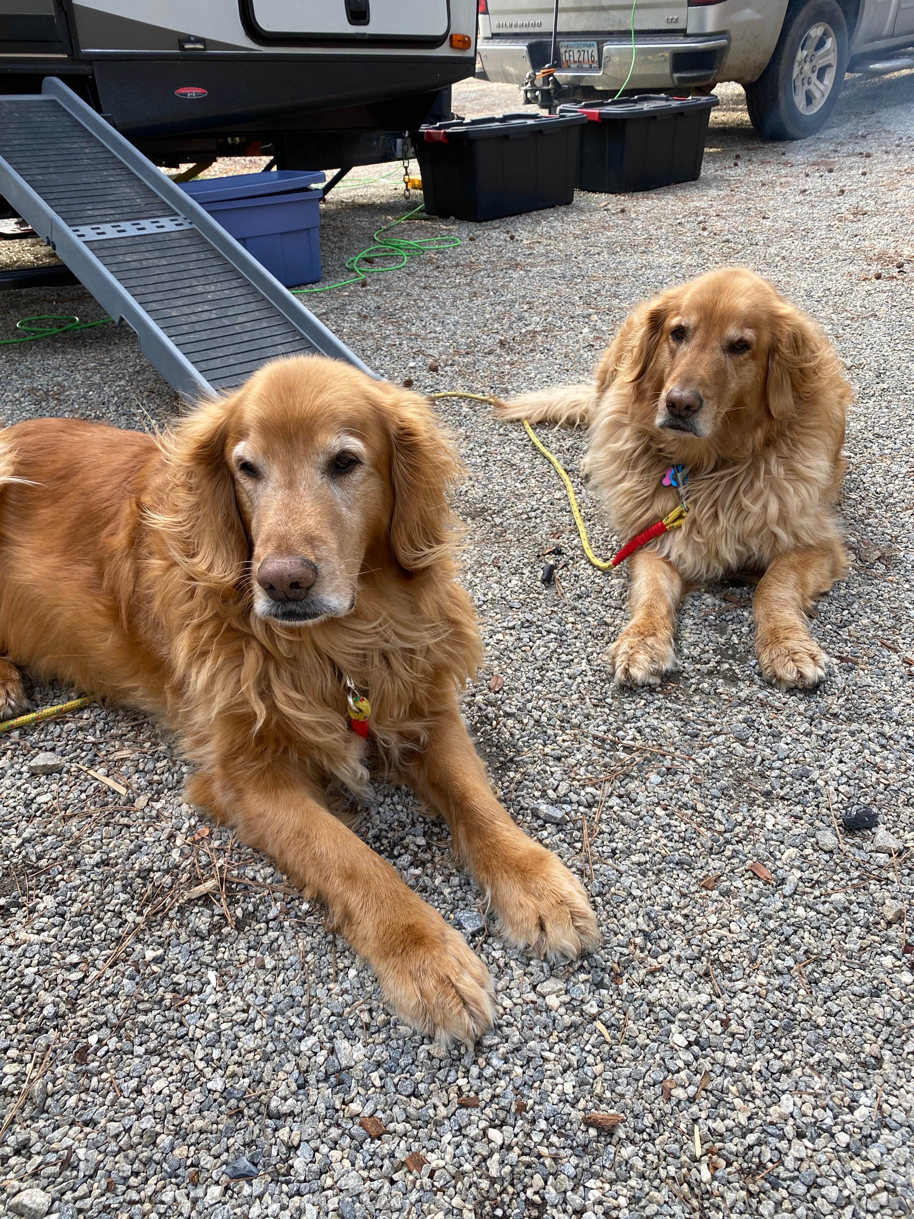 Liz H.'s photo of camping with pets at Dames Ferry State Park Campground near Warner Robins, GA