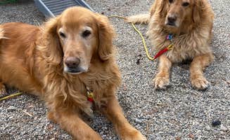 Liz H.'s photo of camping with pets at Dames Ferry State Park Campground near Centerville, GA