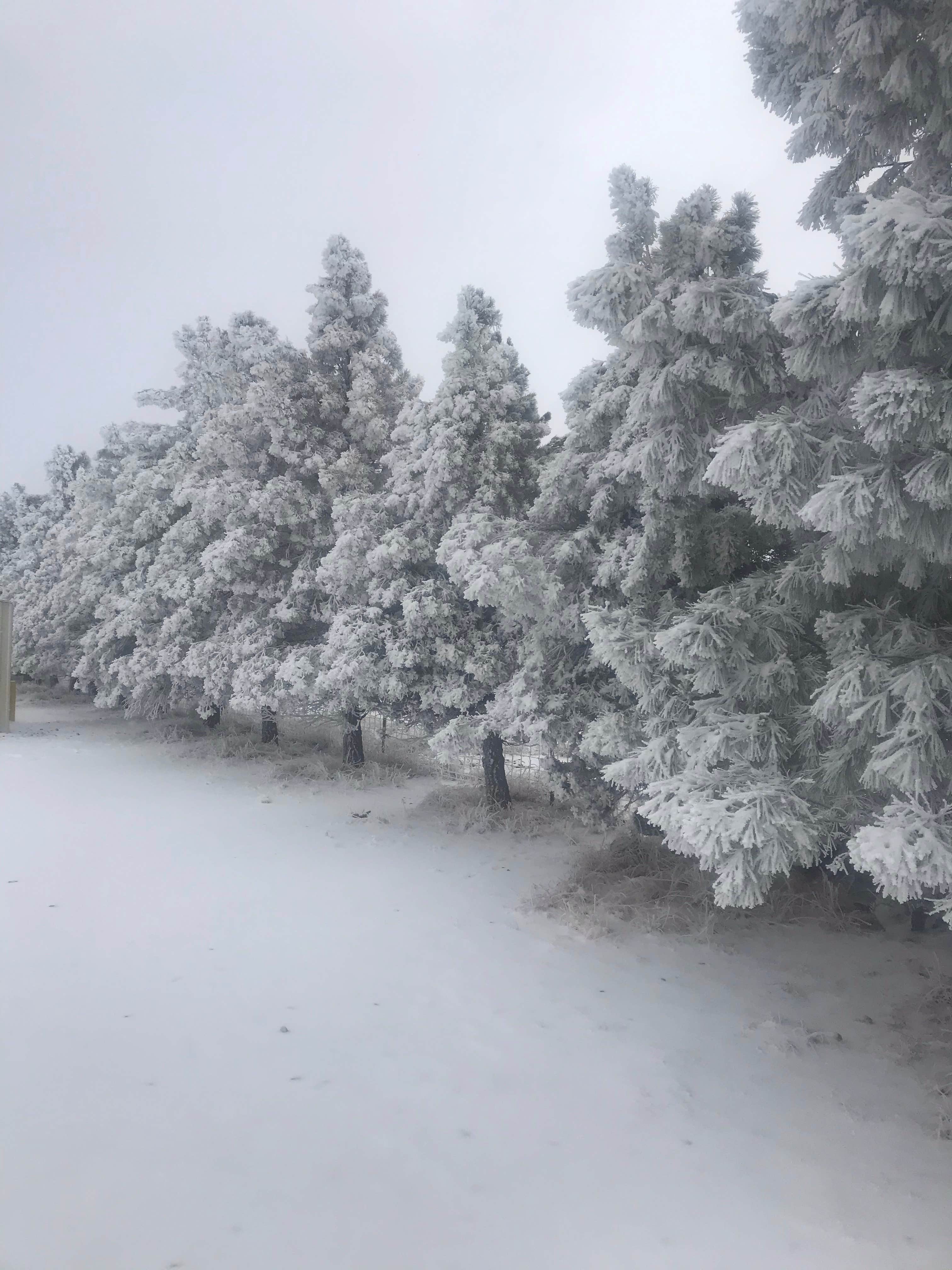 Camper-submitted photo at Lost Alaskan RV Park near Alpine, TX