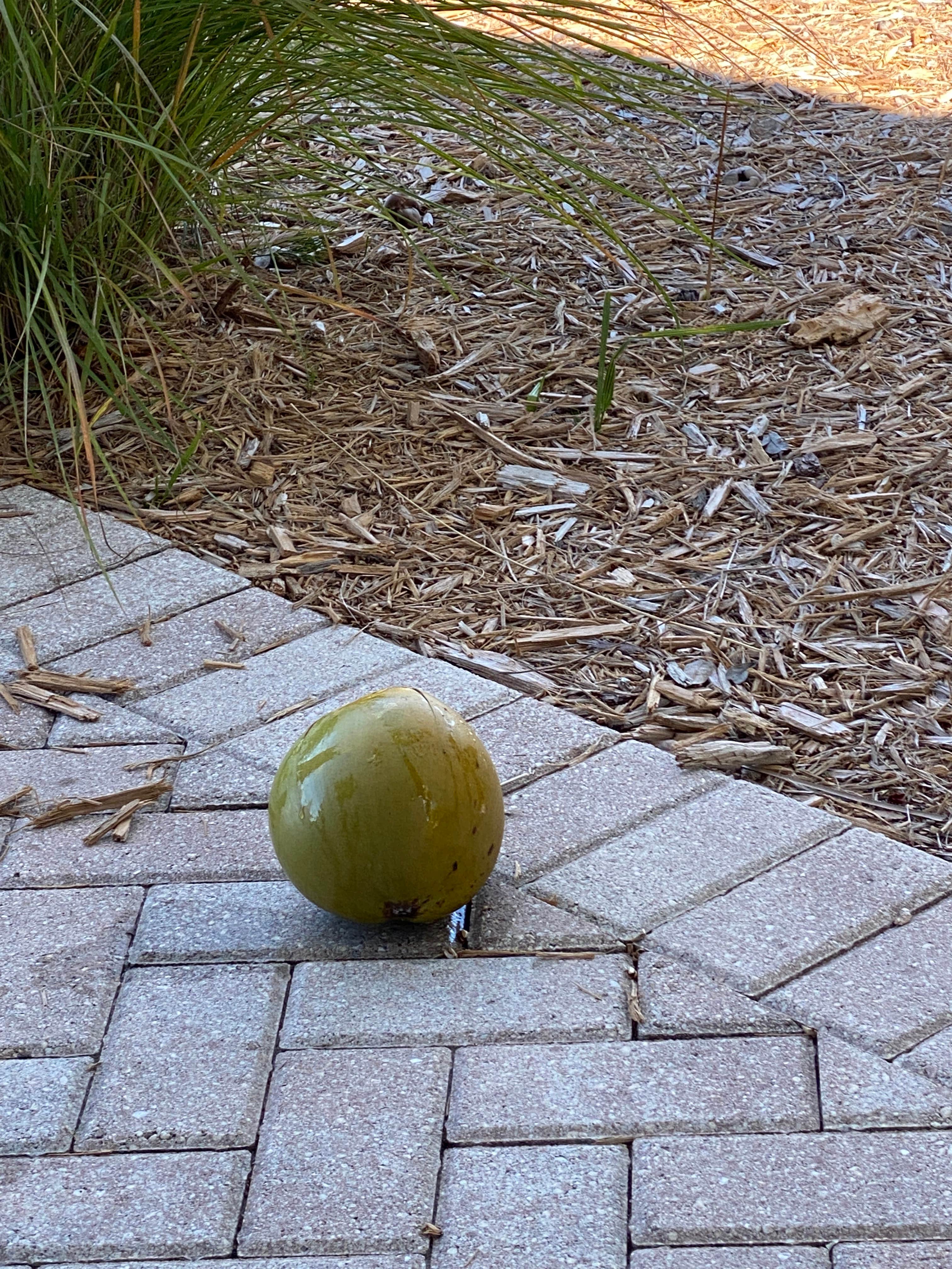 Camper-submitted photo at Everglades Isle Motorcoach Retreat near Big Cypress National Preserve