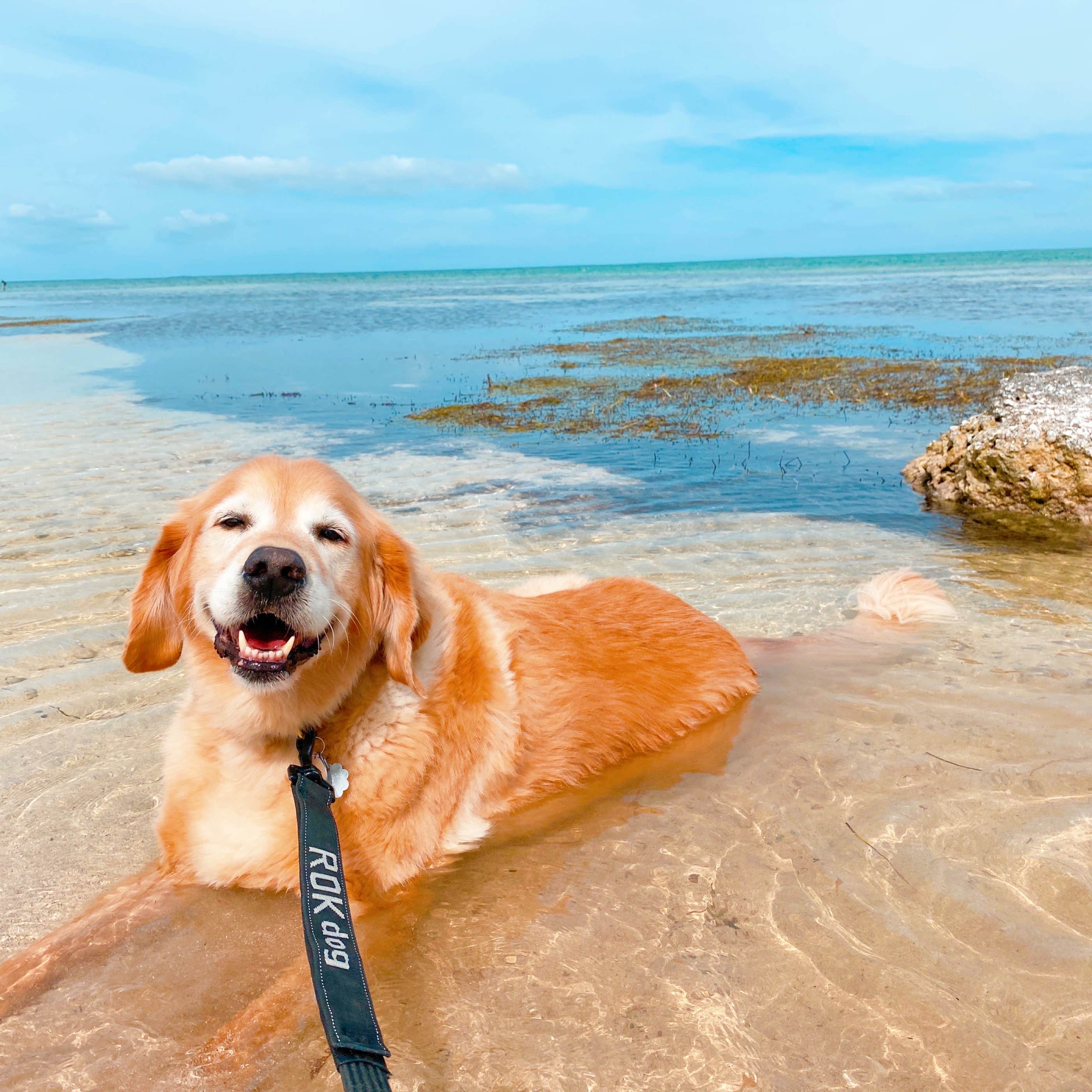 Susan & Kevin W.'s photo of camping with pets at Encore Sunshine Key near Islamorada, Village of Islands, FL
