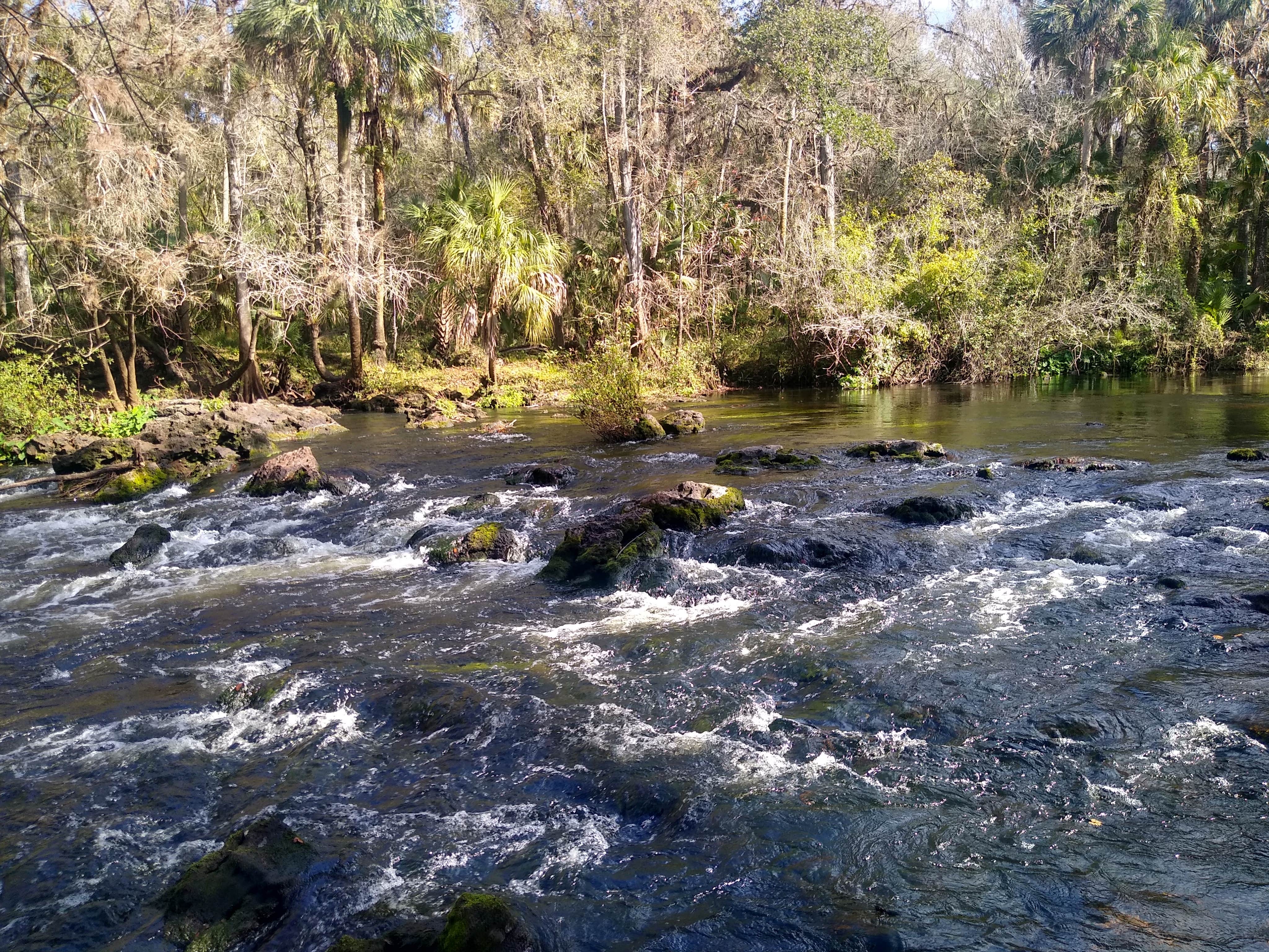 Camper-submitted photo at Hillsborough River State Park Campground in Florida