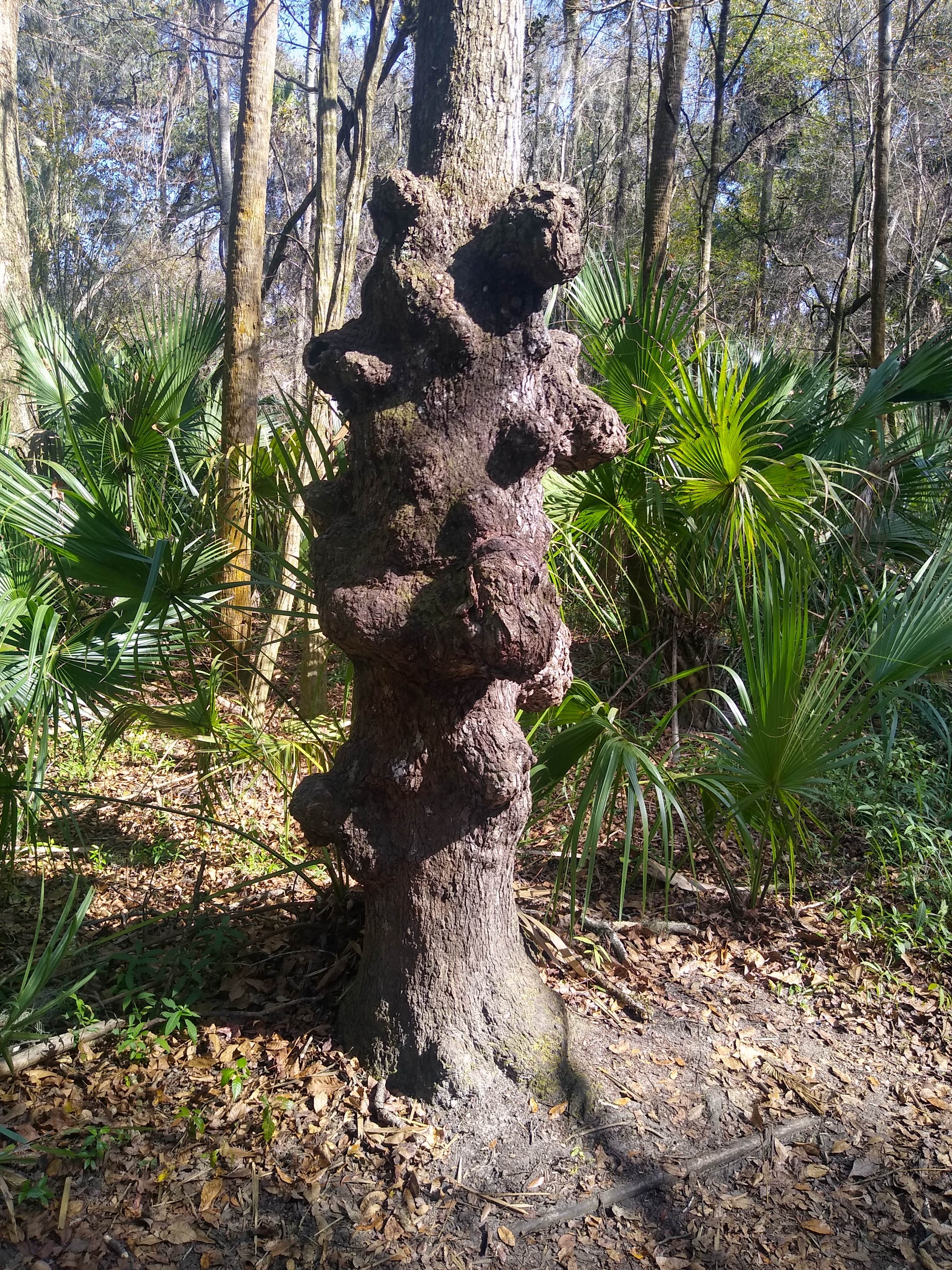 Hillsborough River State Park Campground
