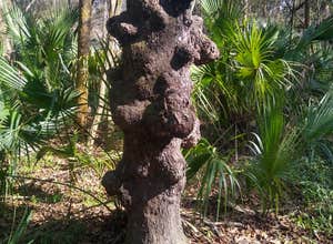 Hillsborough River State Park Campground