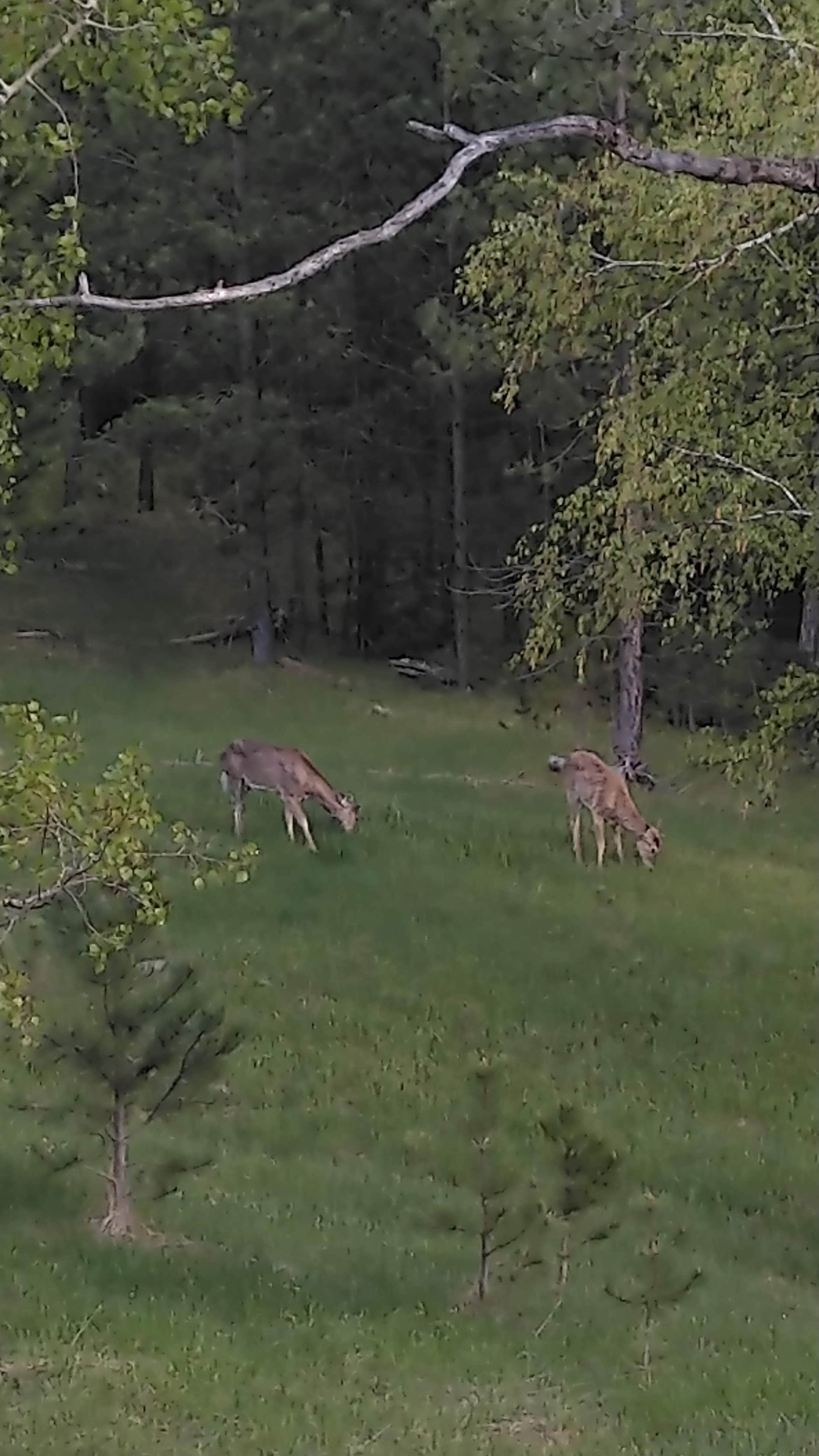 Camper-submitted photo at Sylvan Lake Campground — Custer State Park in South Dakota