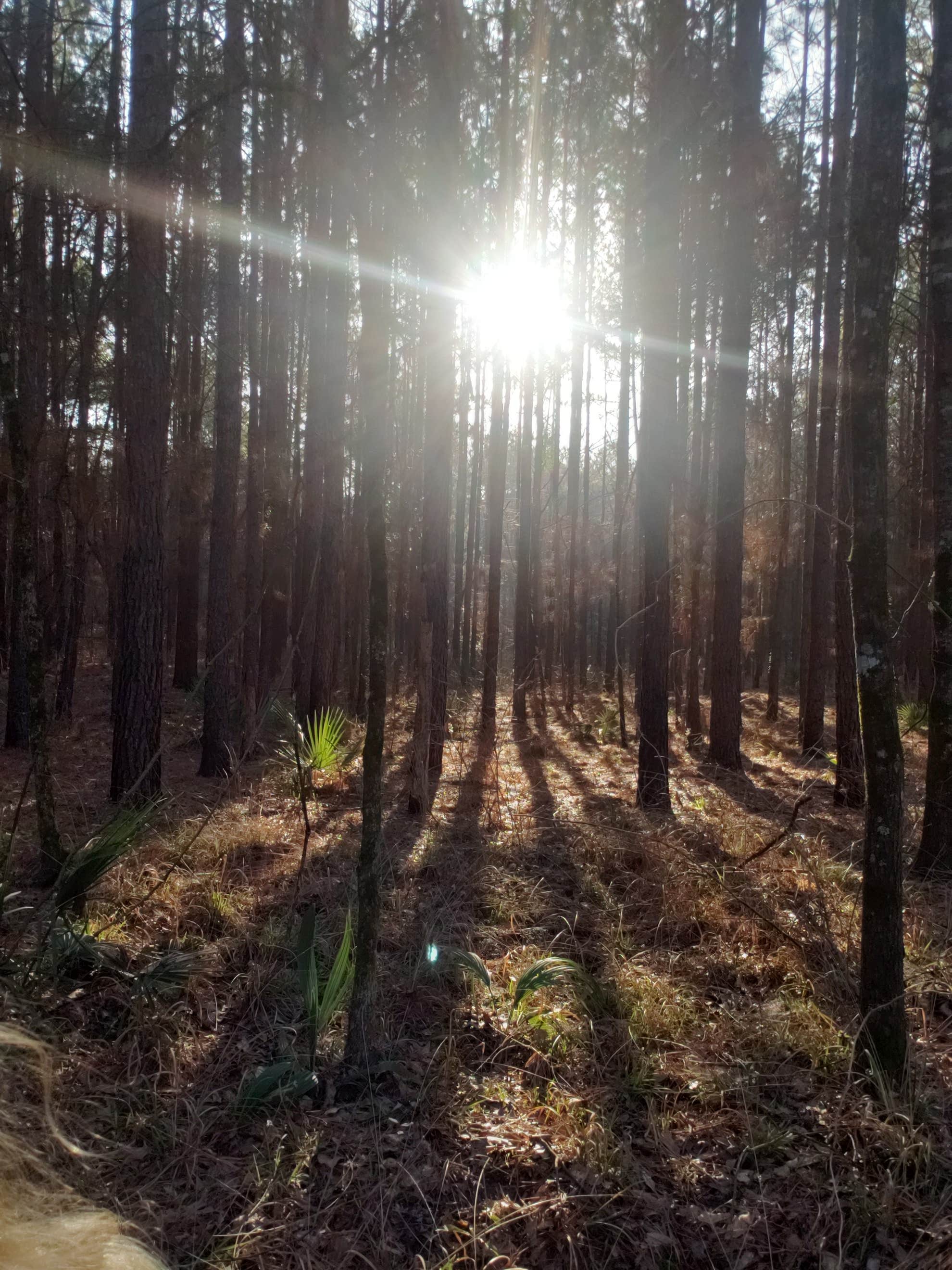 Camper submitted image from Boykin Springs Recreation Area - 2