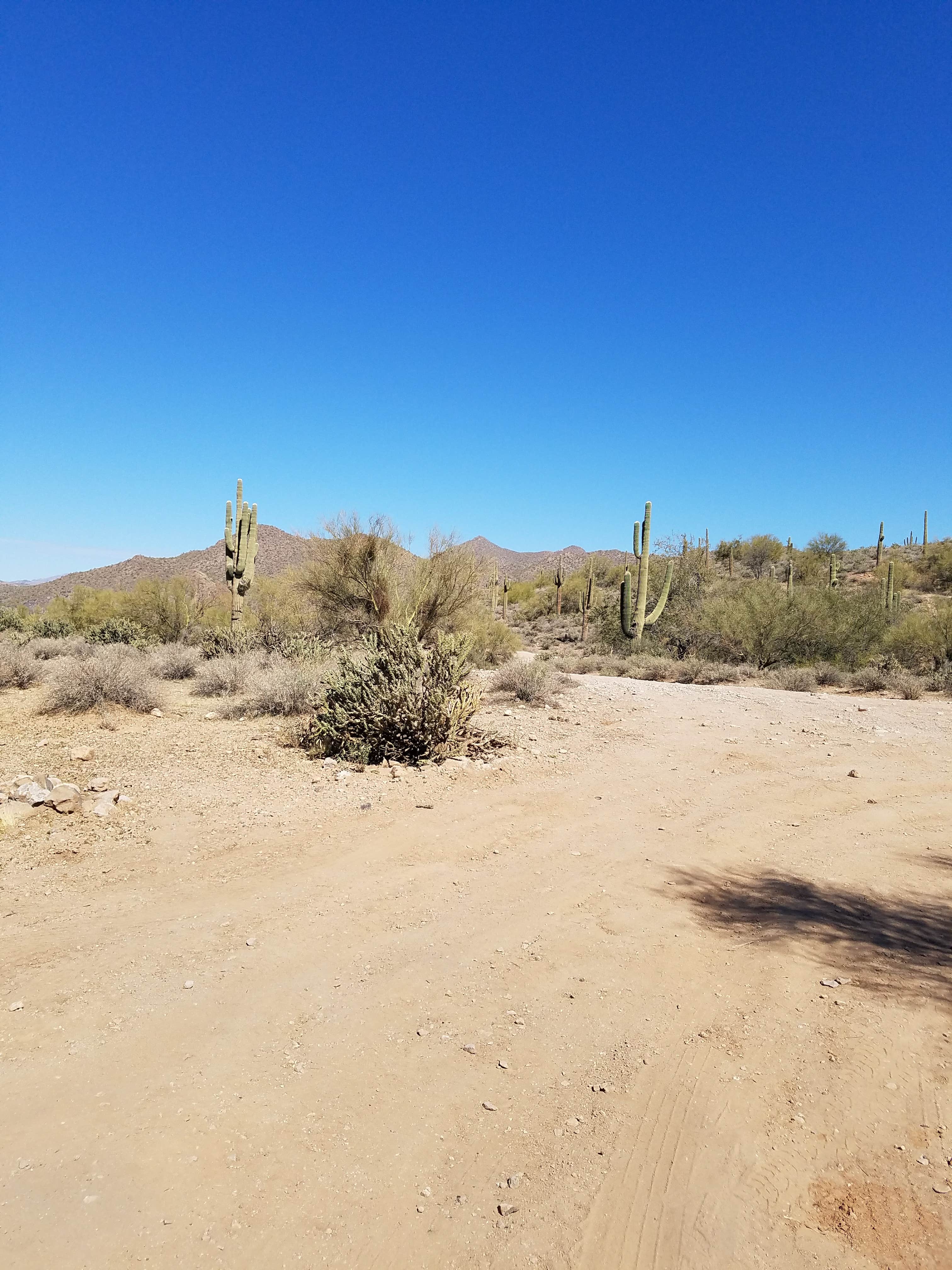 Camper-submitted photo at Bulldog Canyon Dispersed Camping - North Entrance near Gold Canyon, AZ