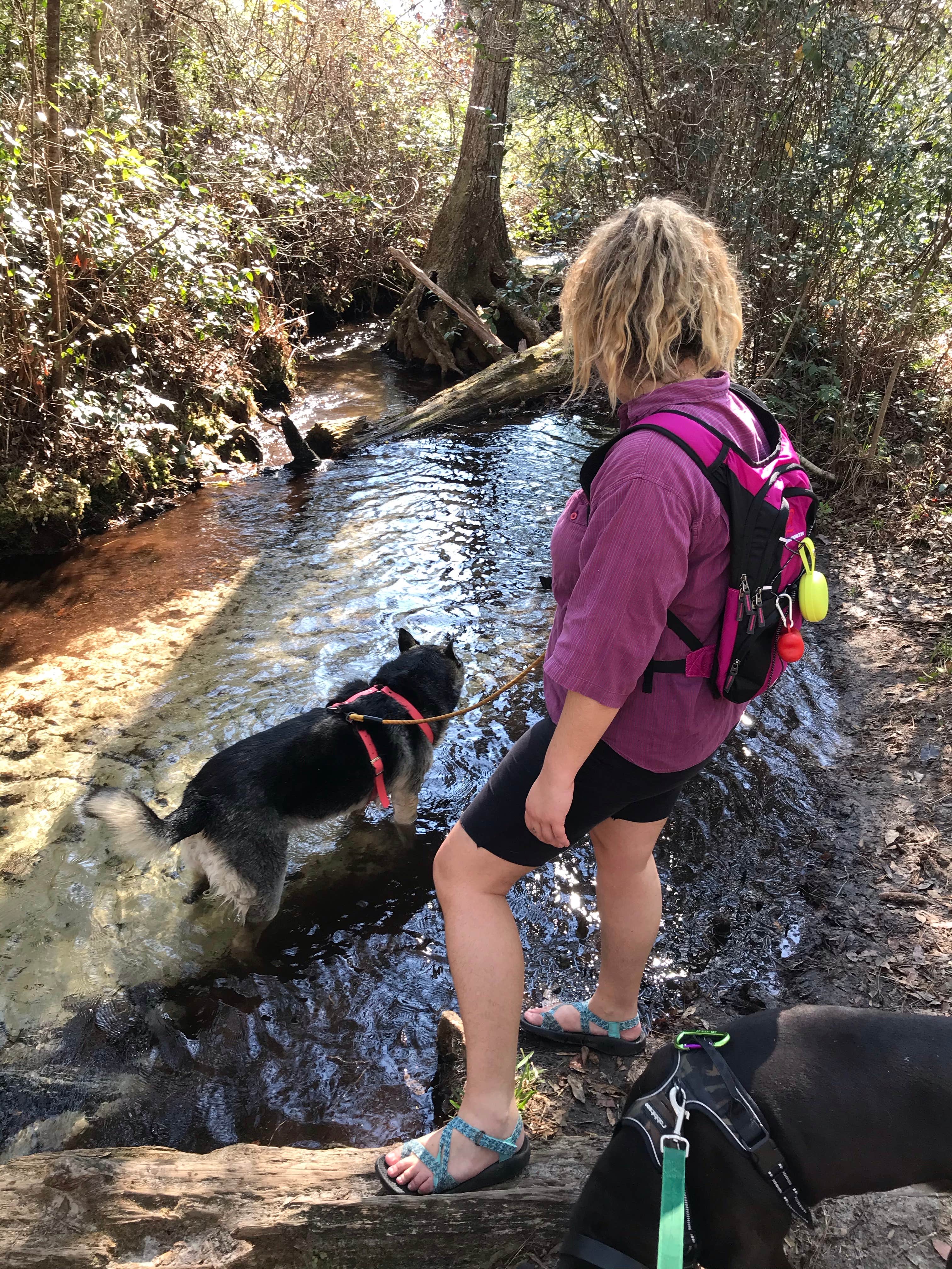 Angela M.'s photo of camping with pets at Mike Roess Gold Head Branch State Park Campground & Cabins near Fleming Island, FL