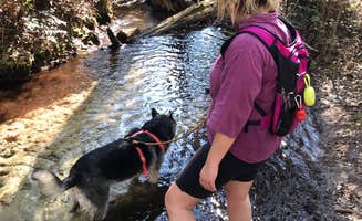 Angela M.'s photo of camping with pets at Mike Roess Gold Head Branch State Park Campground & Cabins near Lake Butler, FL