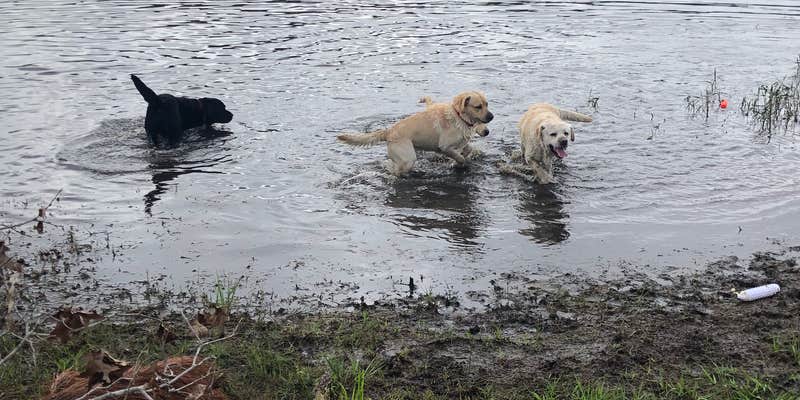 Camper submitted image from H. Cooper Black Jr. Field Trial Area