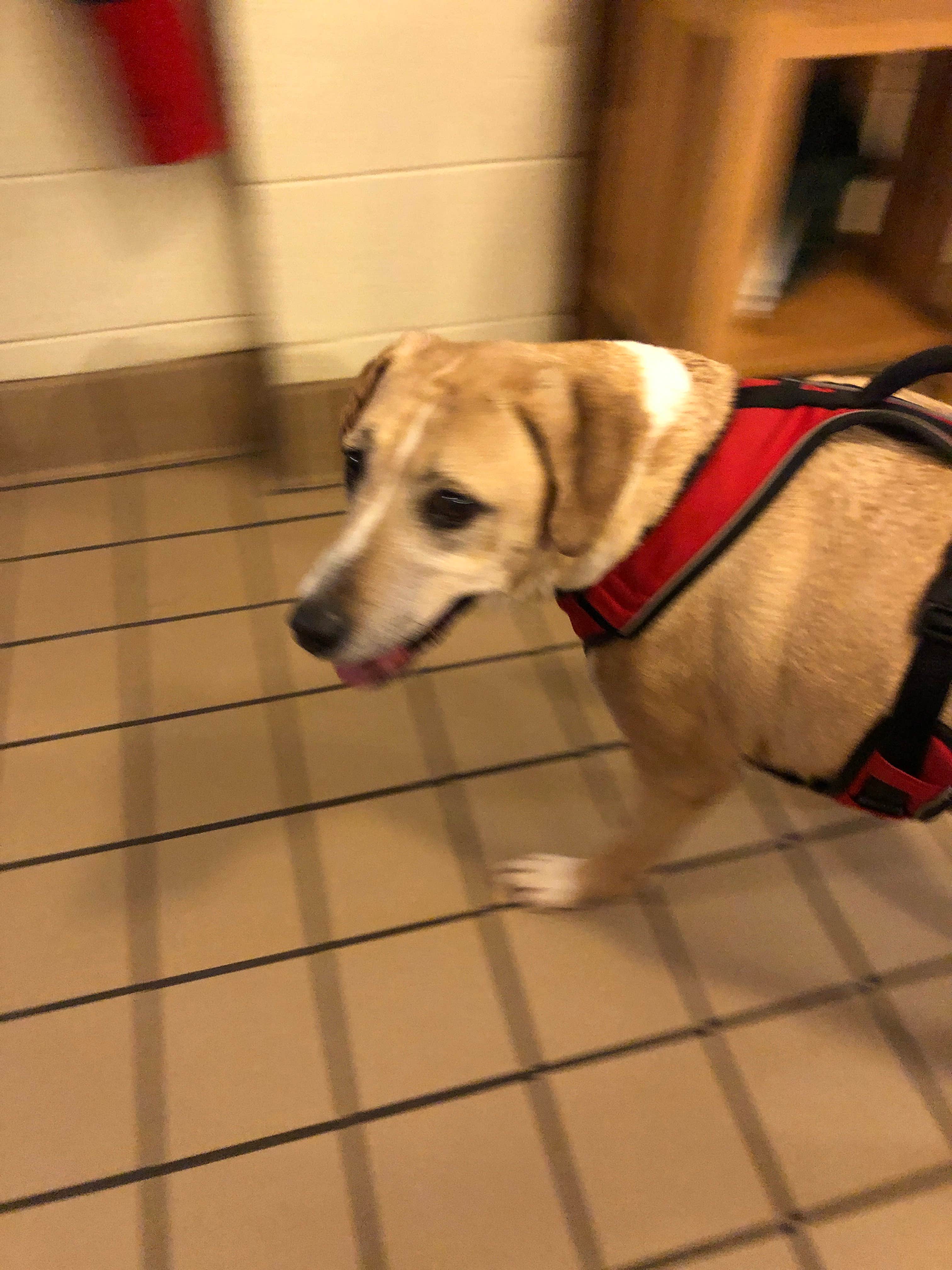 RL's photo of camping with pets at Westmoreland State Park Campground near Colonial Beach, VA